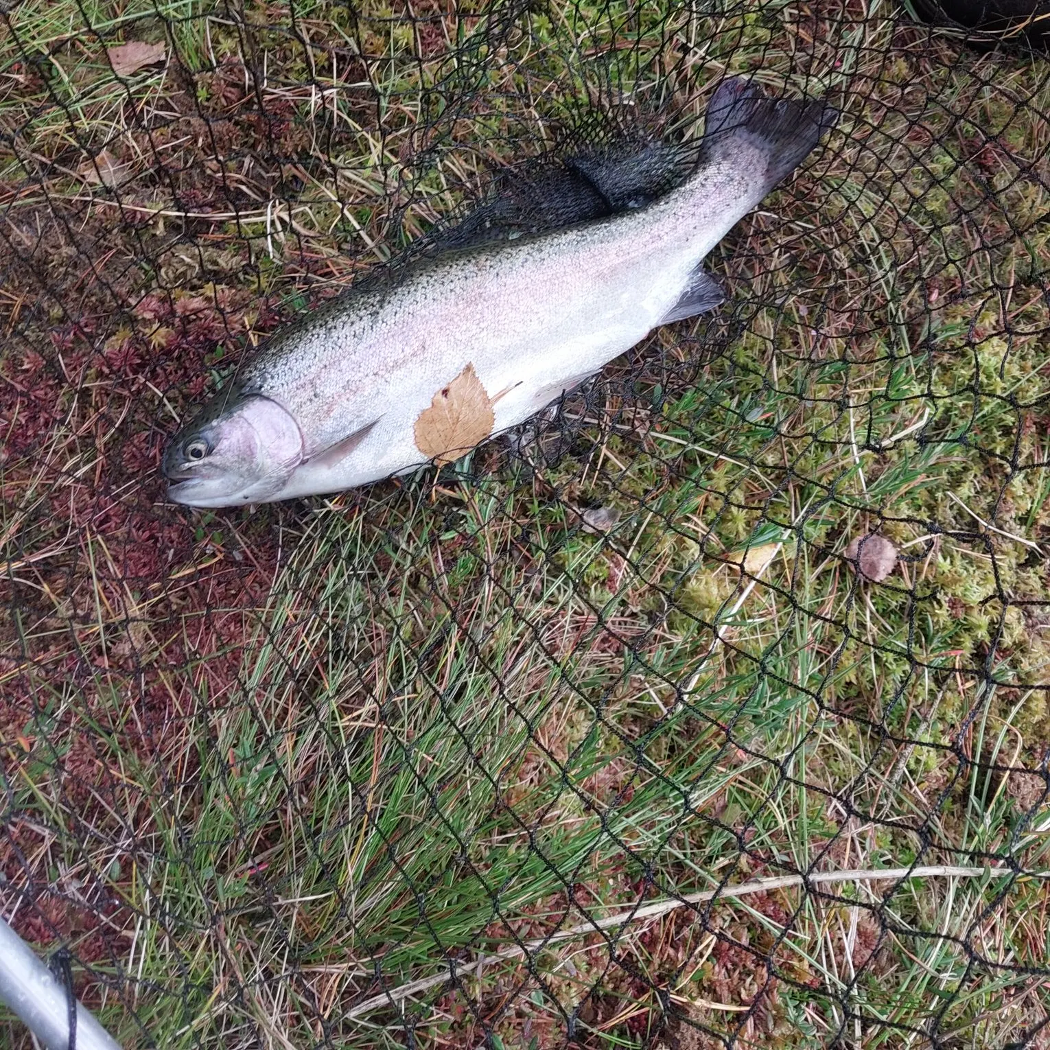 Rainbow trout caught on Fishbrain