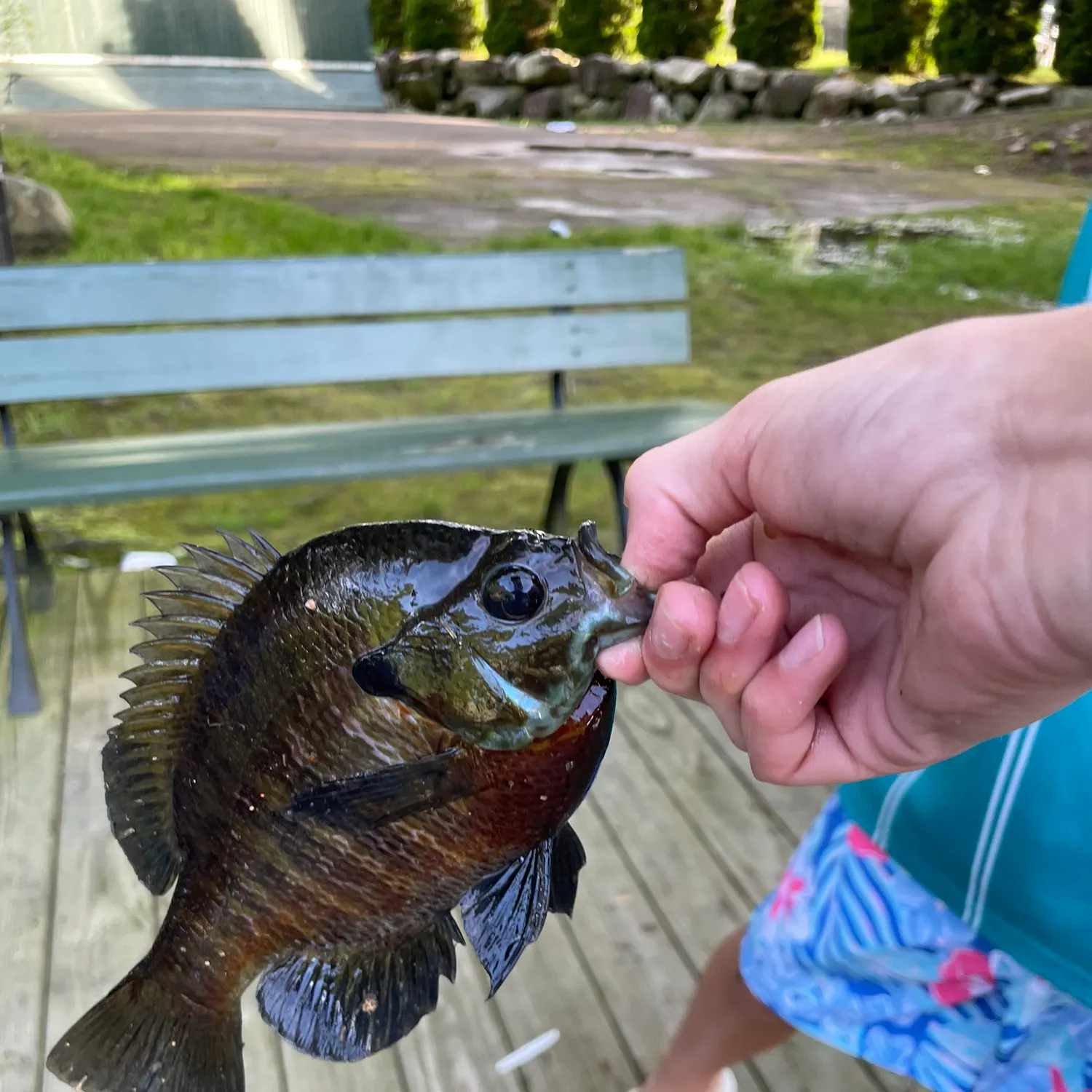 recently logged catches
