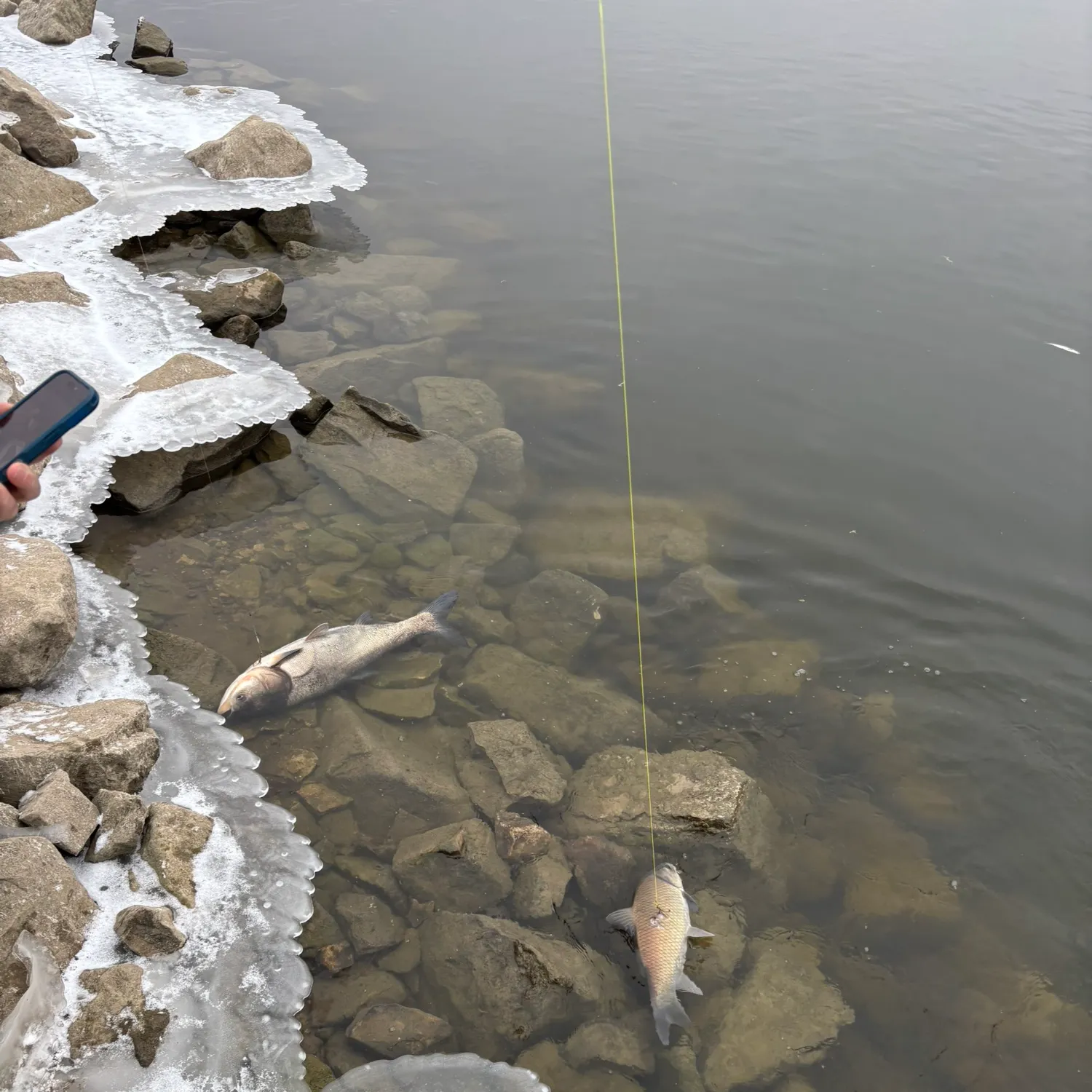 The most recent Quillback catches on Fishbrain