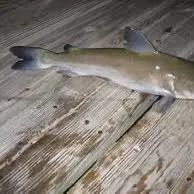 The most recent Hardhead sea catfish catches on Fishbrain