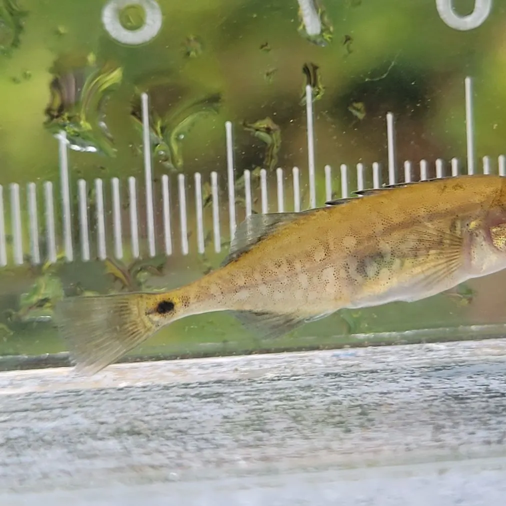The most recent Brook stickleback catches on Fishbrain
