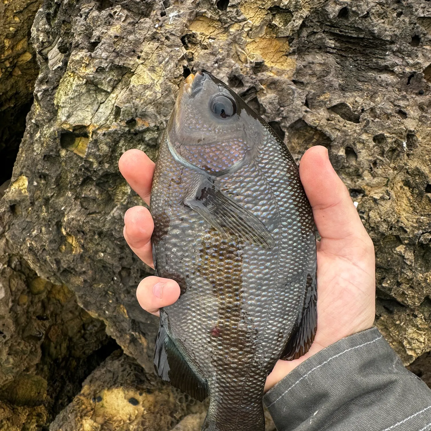 The most recent Black perch catches on Fishbrain