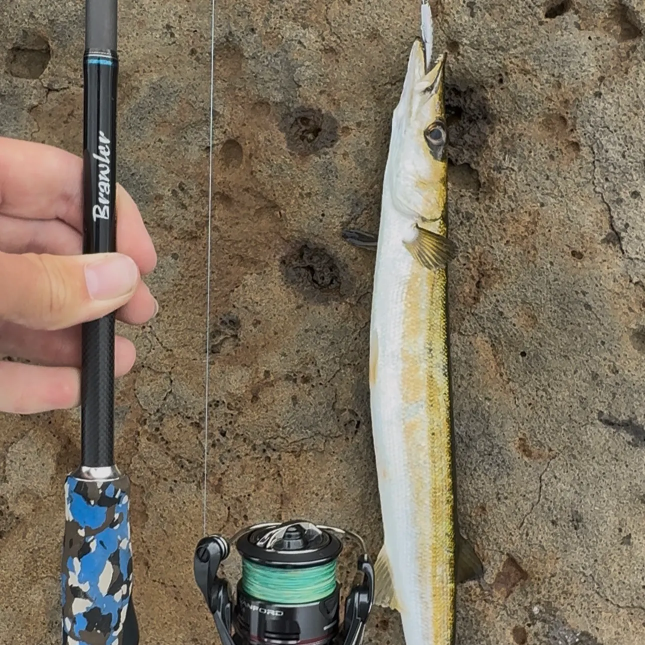 The most recent Australian barracuda catches on Fishbrain