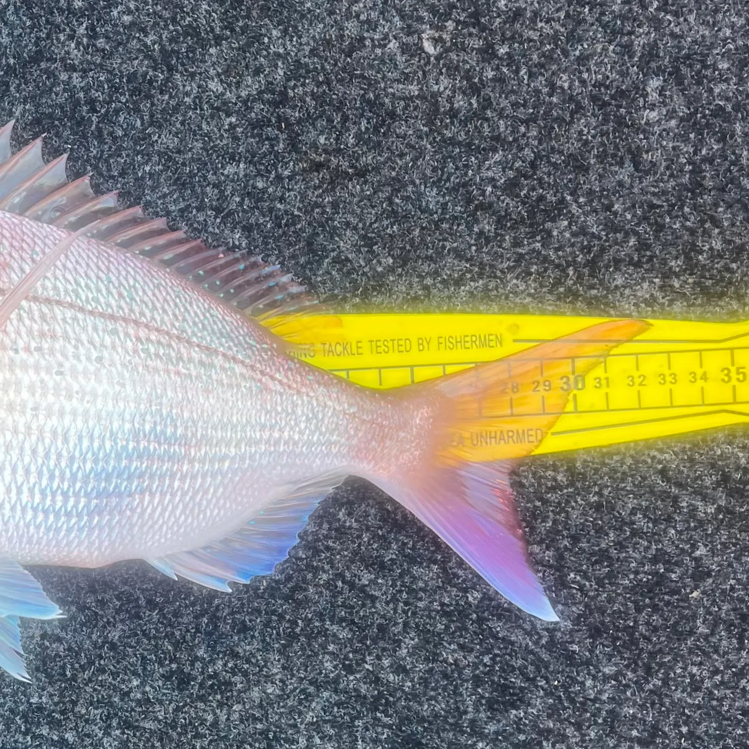 The most recent Australasian snapper catches on Fishbrain