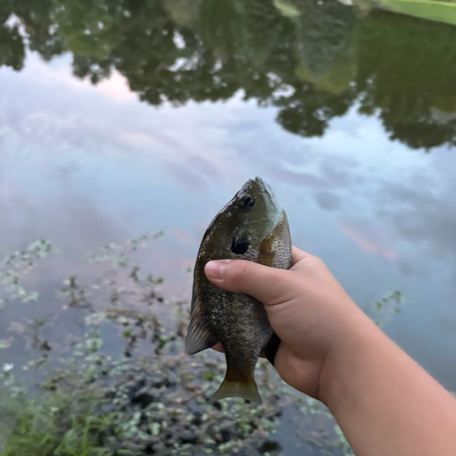 Bluegill caught on Fishbrain