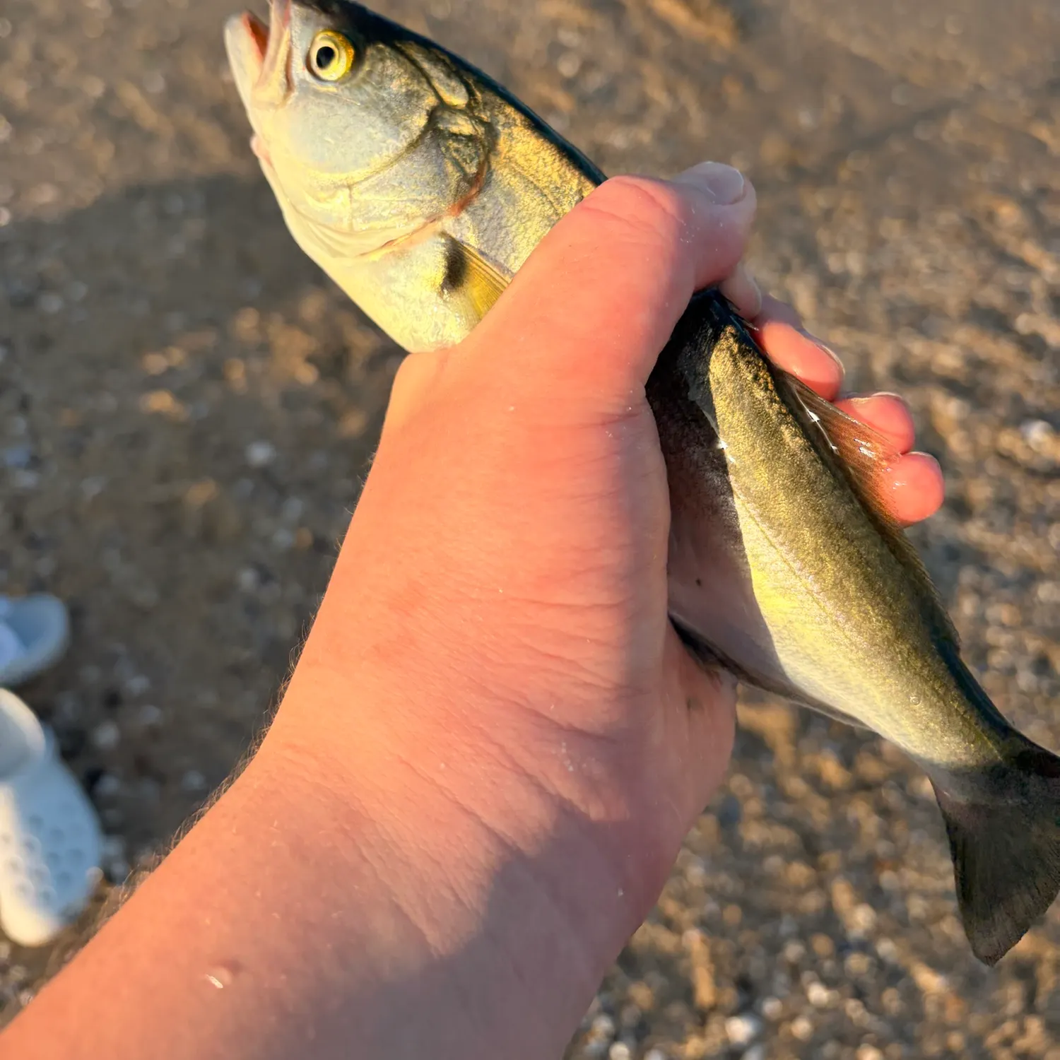 Bluefish caught on Fishbrain