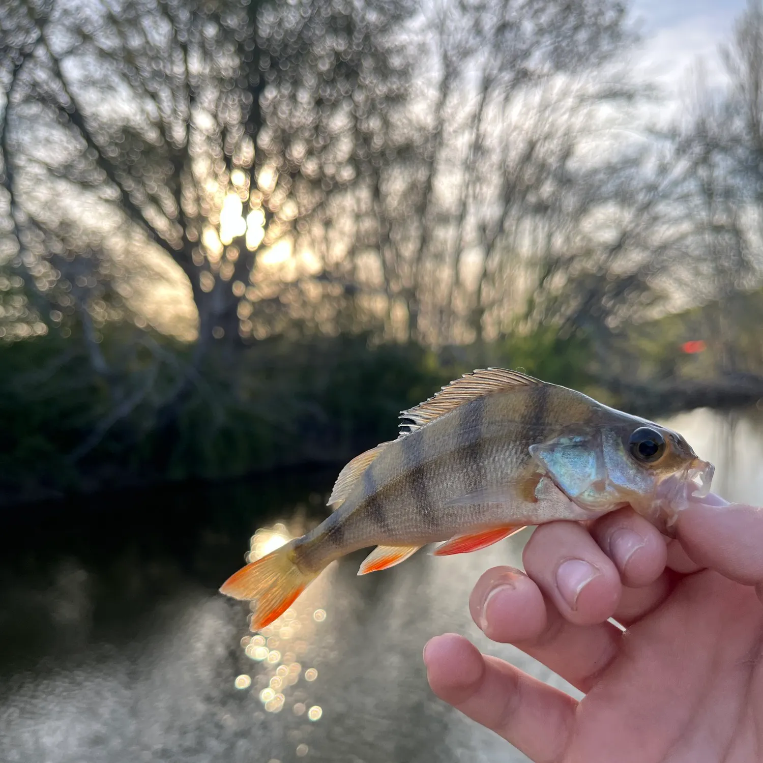 European perch caught on Fishbrain
