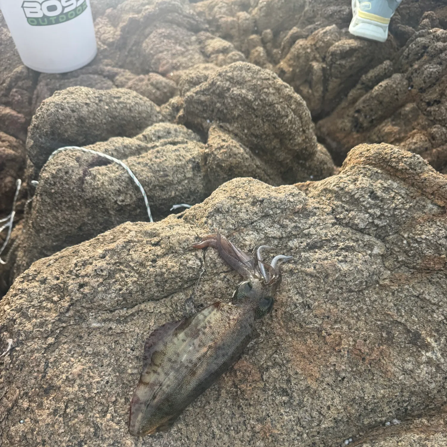 The most recent Southern calamari catches on Fishbrain