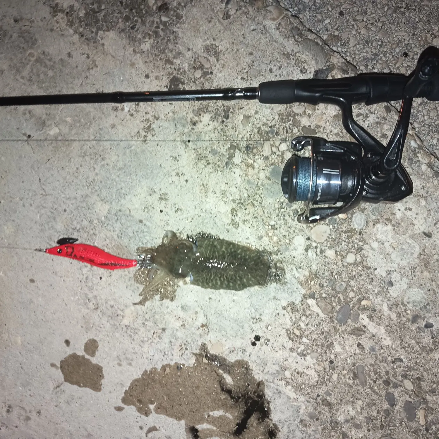 The most recent Common cuttlefish catches on Fishbrain