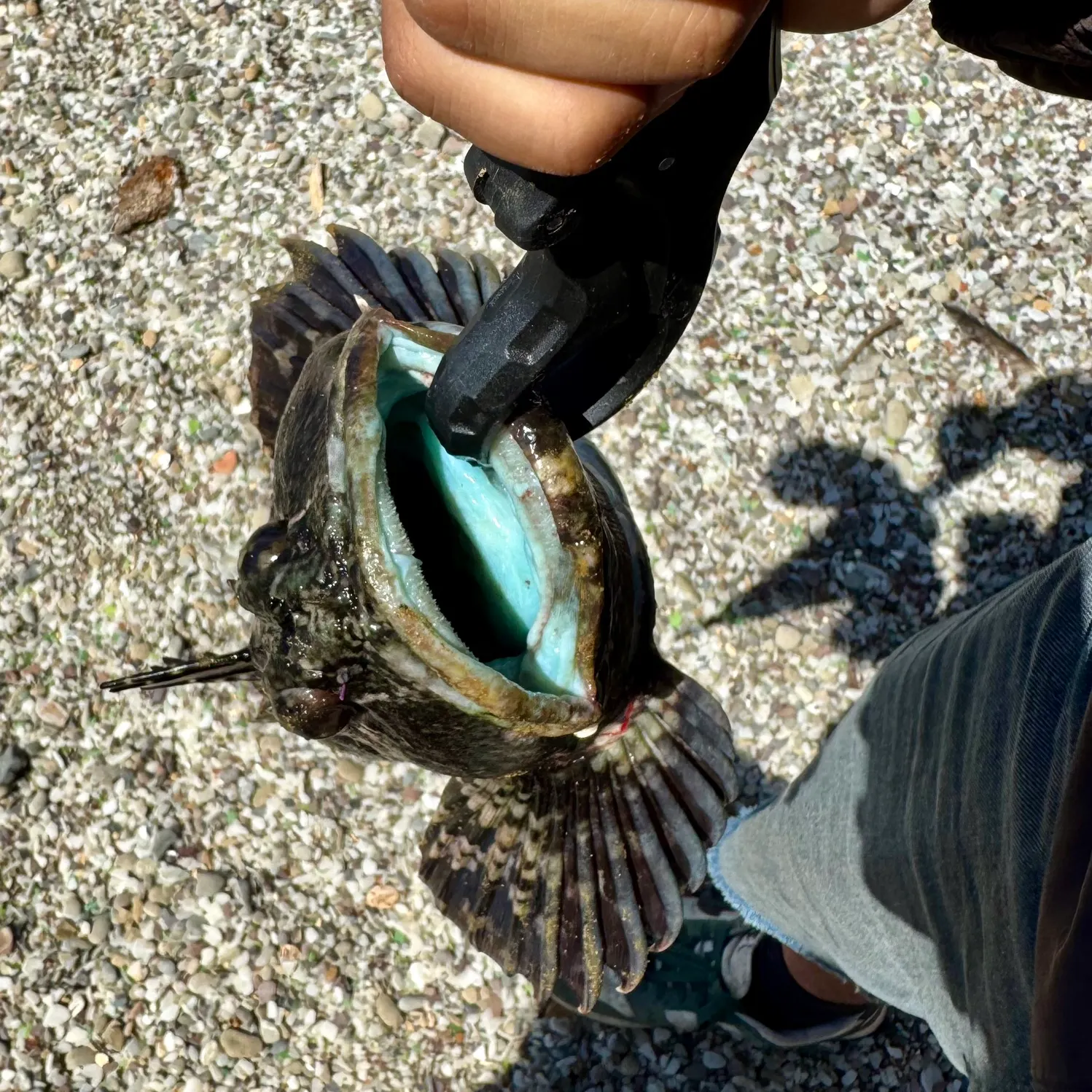 The most recent Cabezon catches on Fishbrain