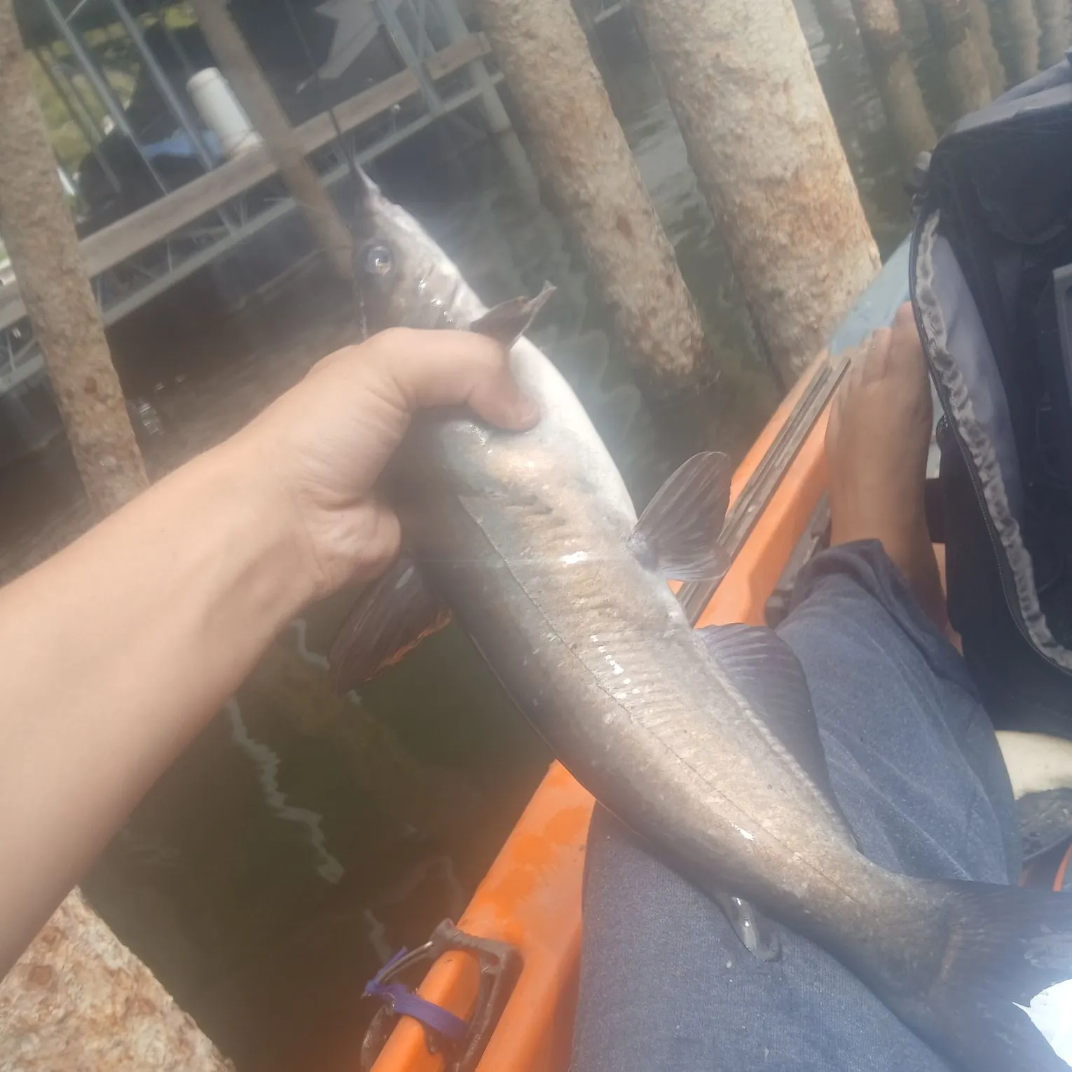 Channel catfish caught on Fishbrain