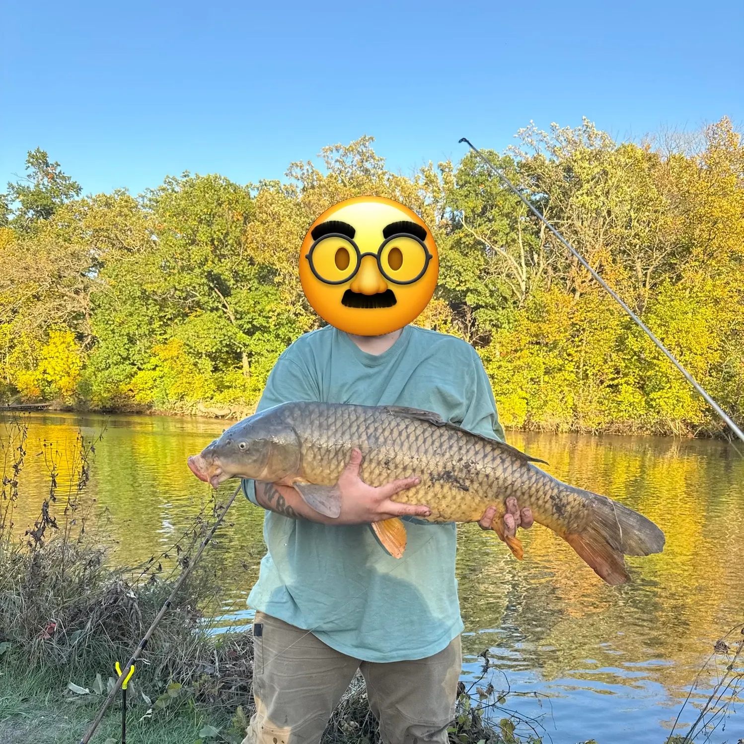Common carp caught on Fishbrain