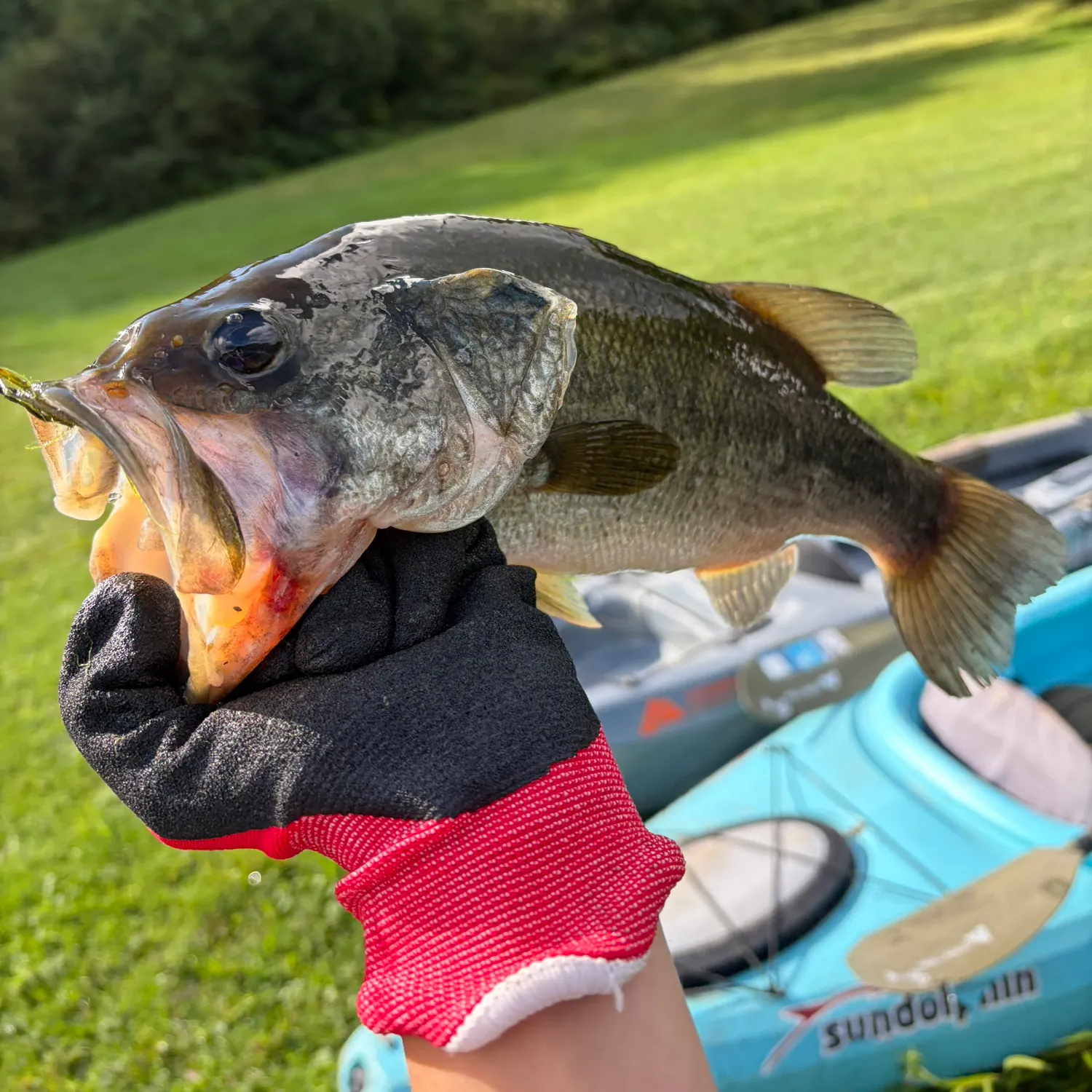 Largemouth bass caught on Fishbrain