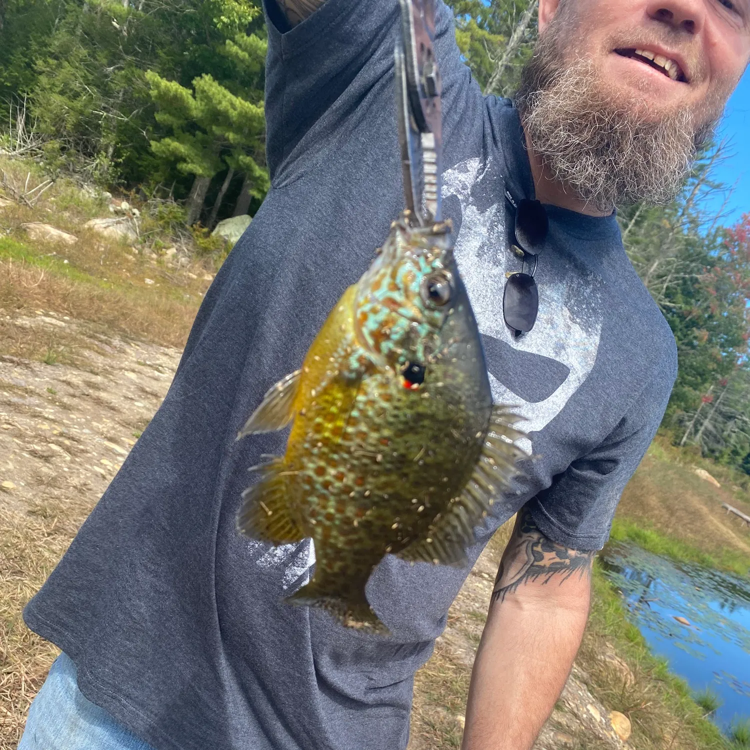 Pumpkinseed caught on Fishbrain