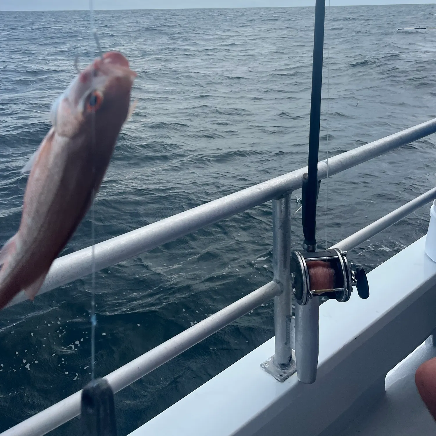 The most recent Vermilion snapper catches on Fishbrain