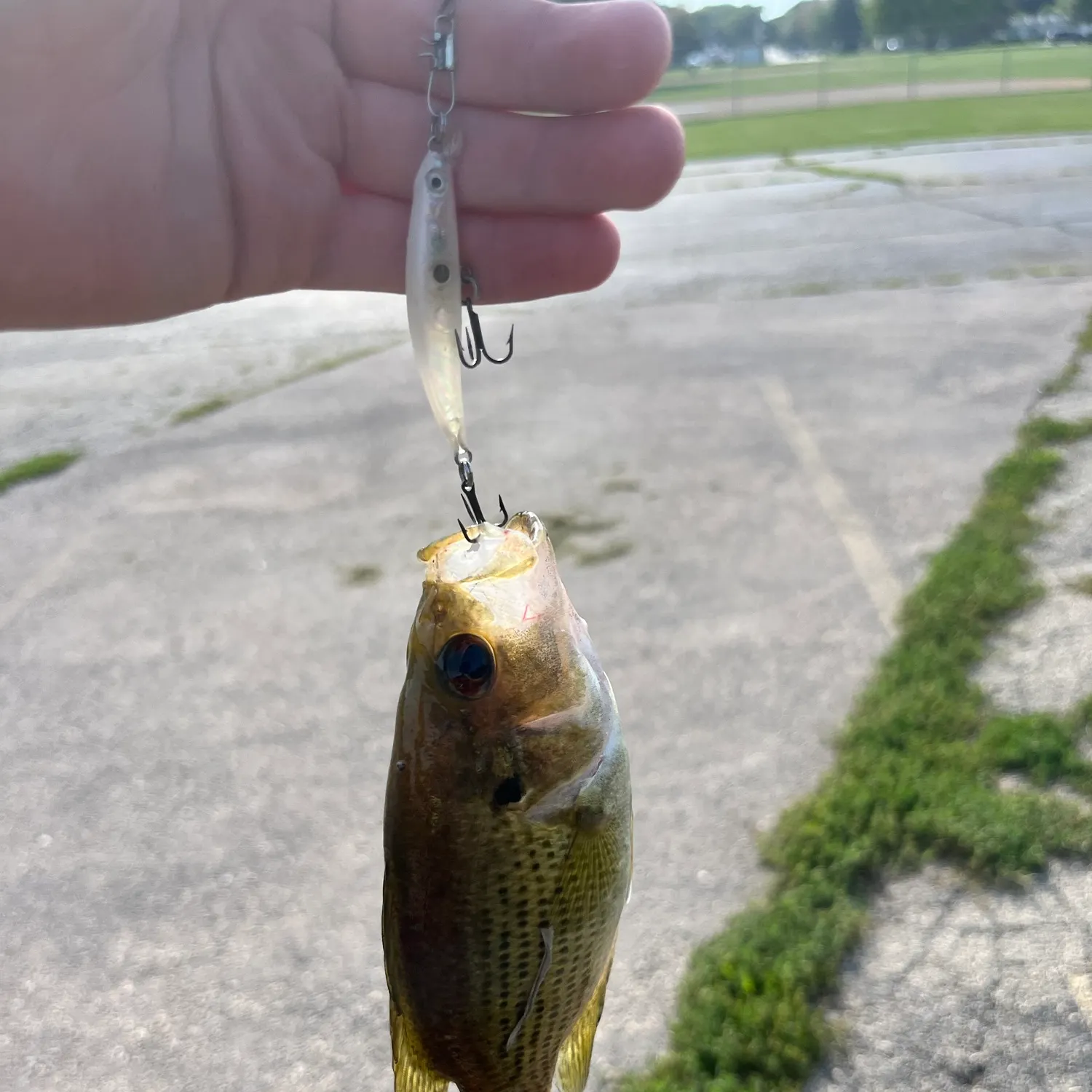Rock bass caught on Fishbrain