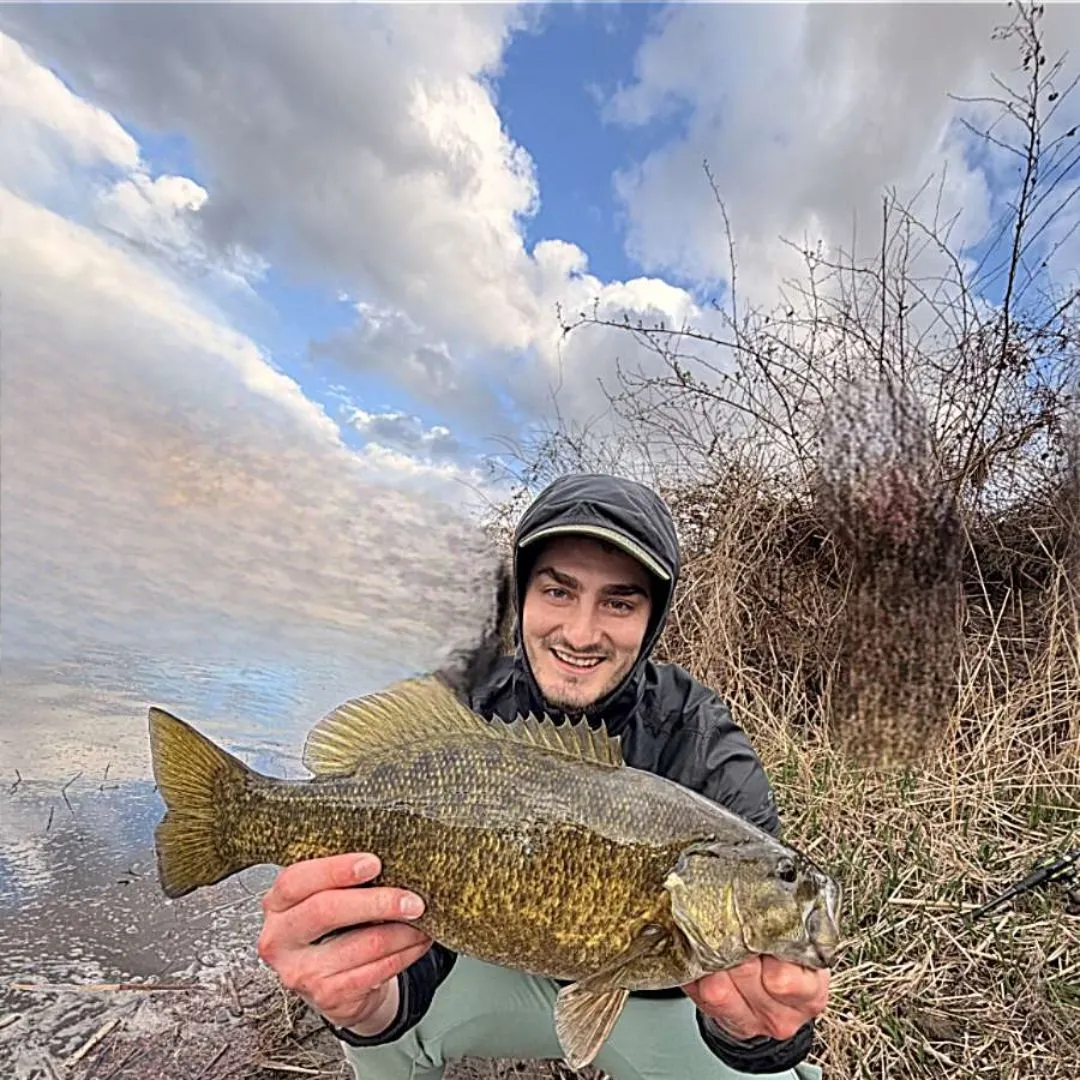 The most recent Smallmouth bass catches on Fishbrain