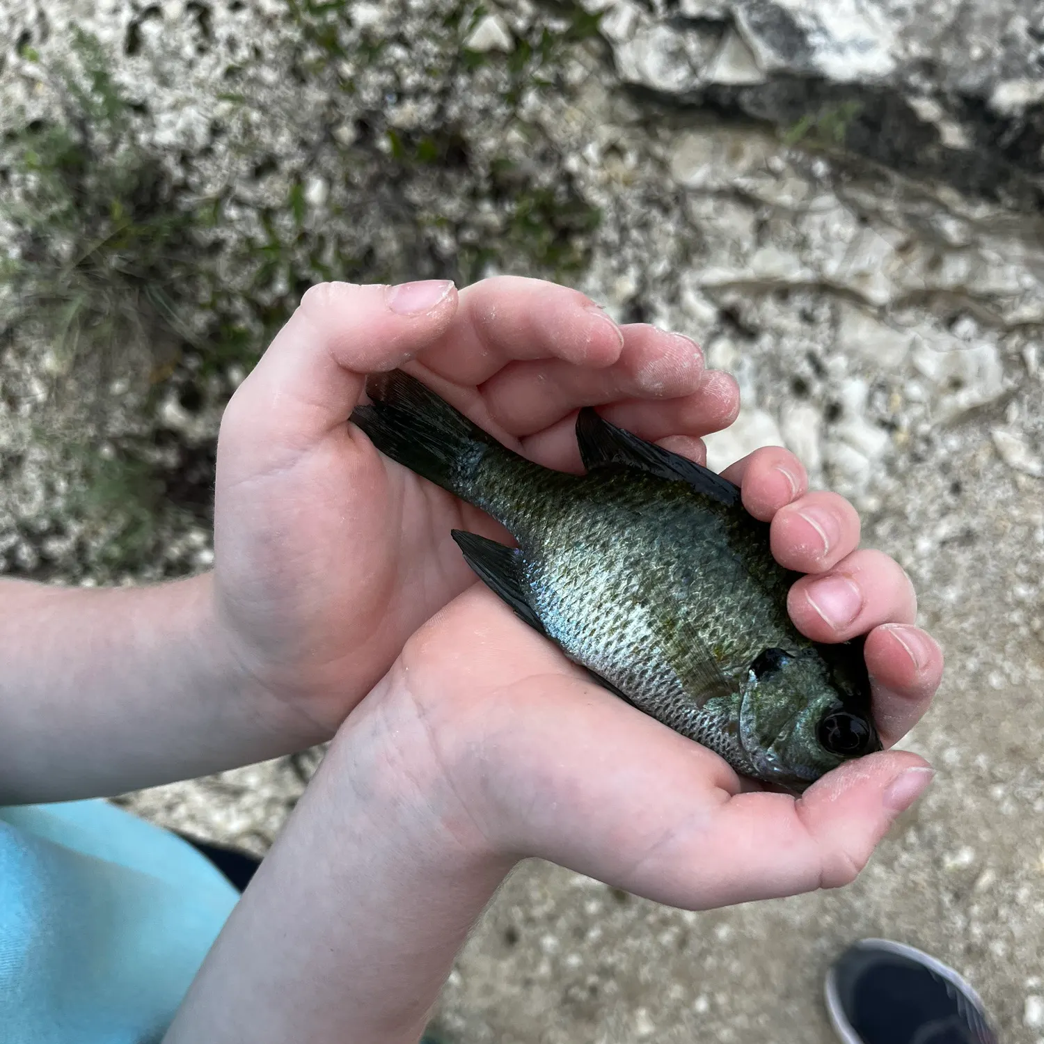 Bluegill caught on Fishbrain