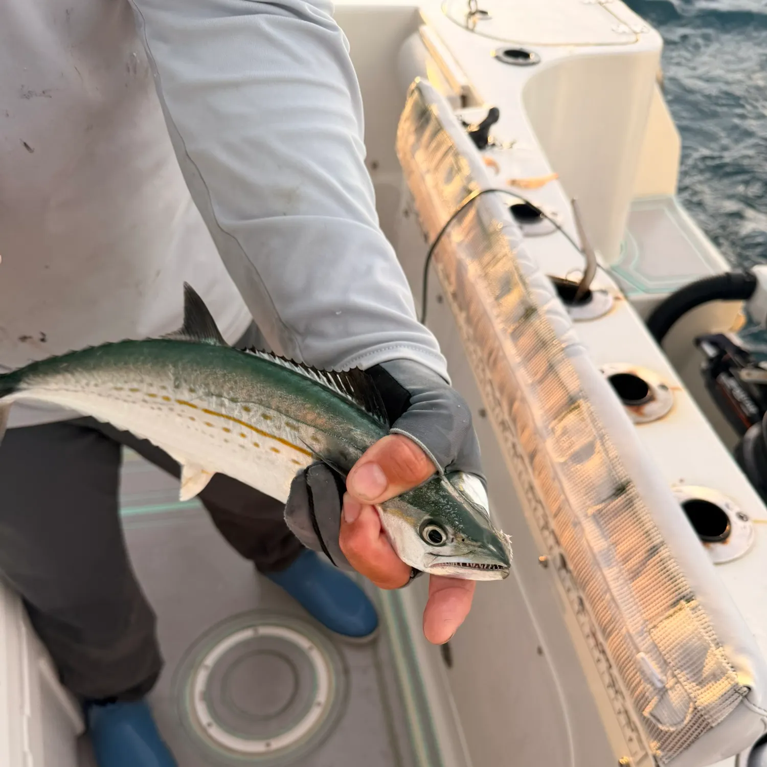 The most recent Cero mackerel catches on Fishbrain