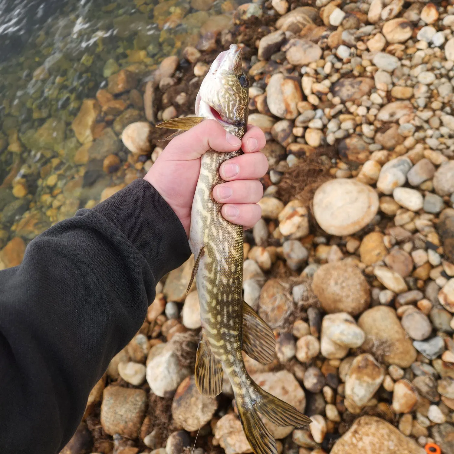 Northern pike caught on Fishbrain