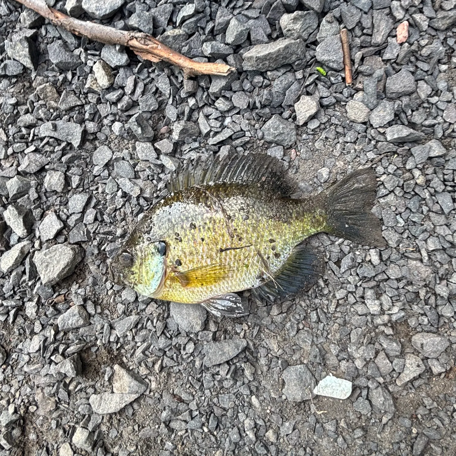 Bluegill caught on Fishbrain