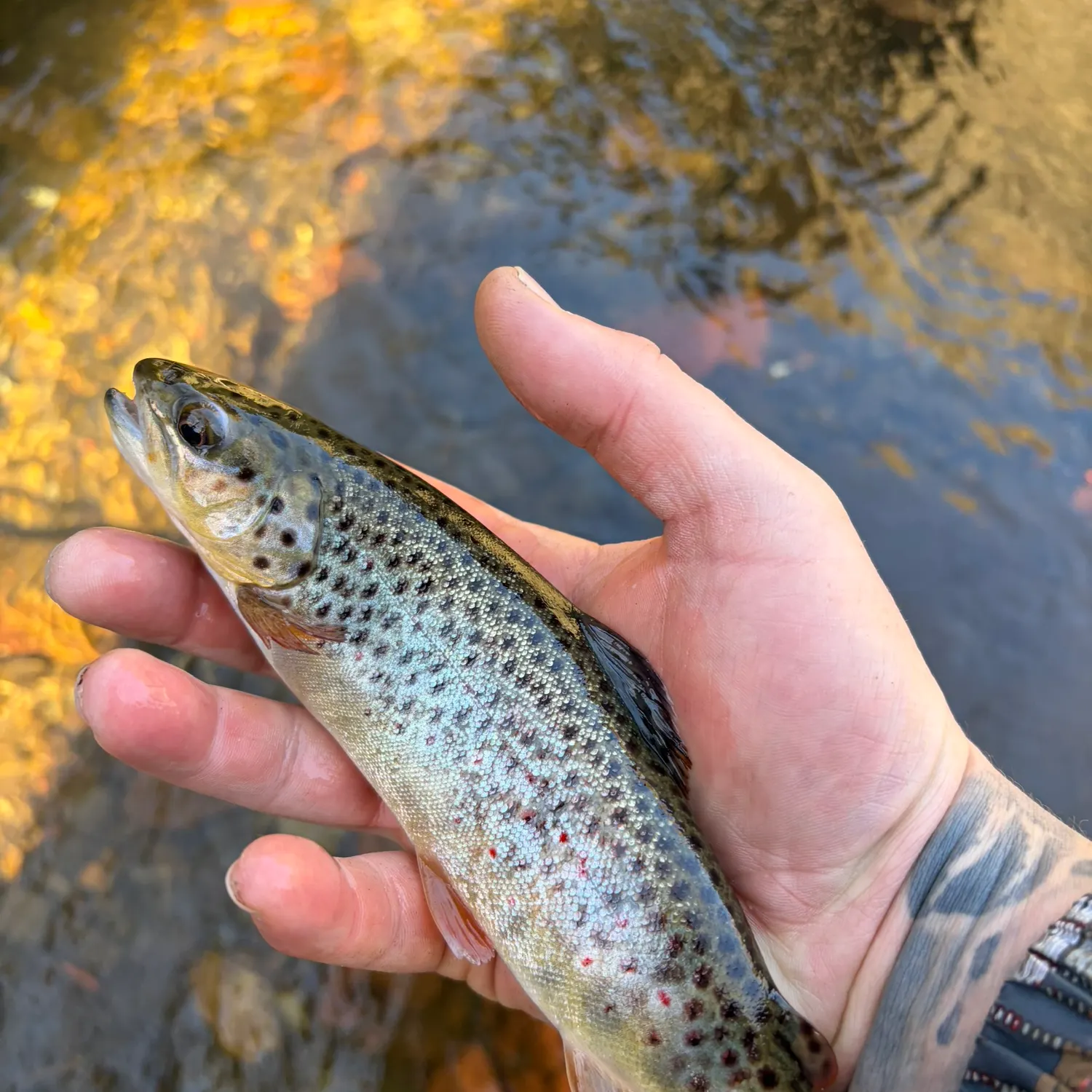 recently logged catches