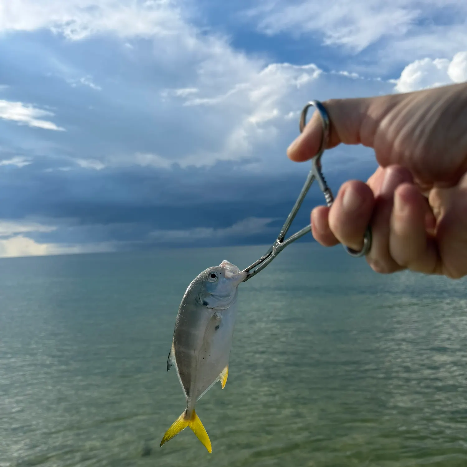 Crevalle jack caught on Fishbrain