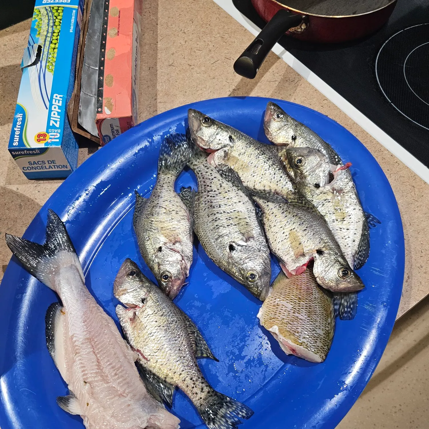 recently logged catches