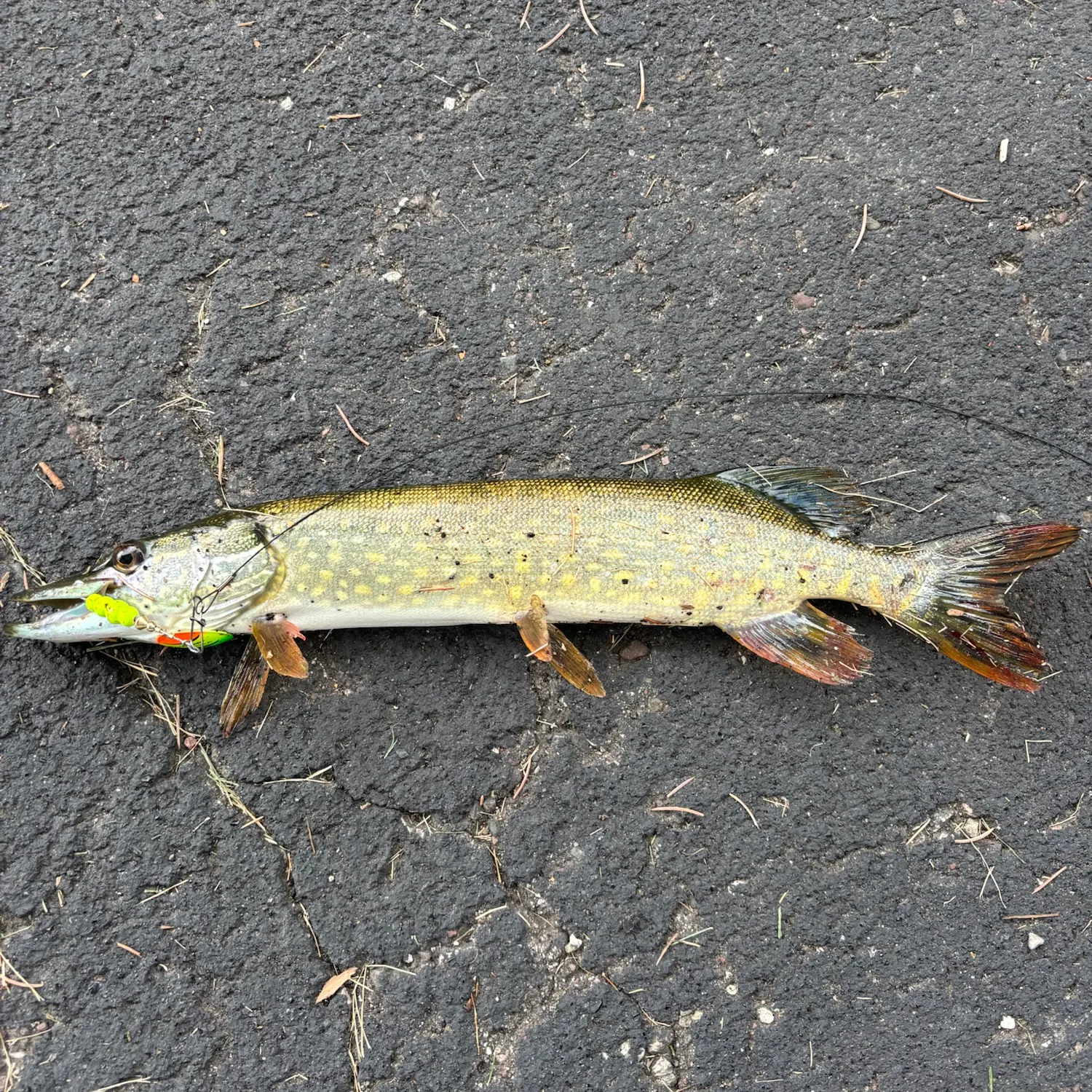 recently logged catches