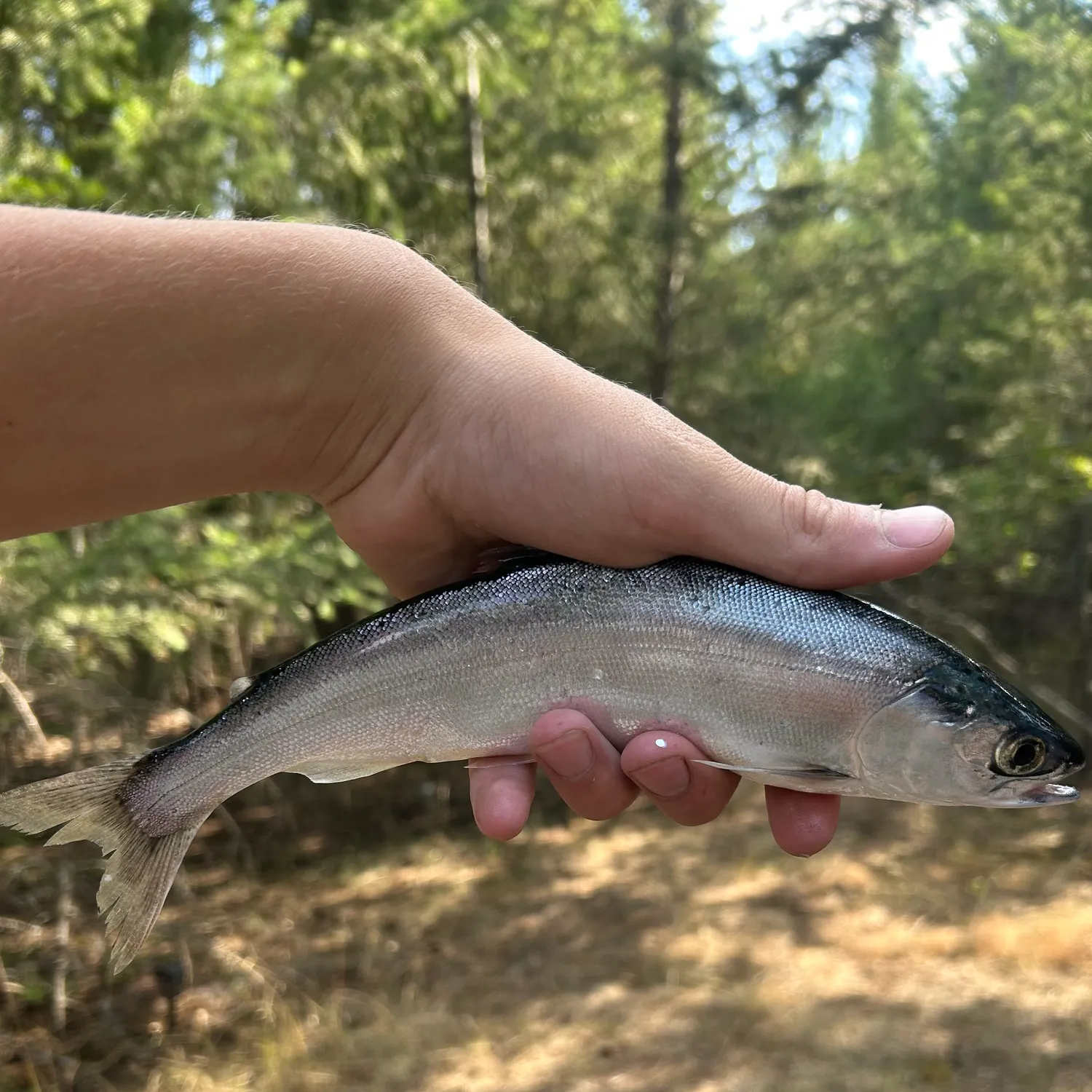 The most recent Kokanee salmon catches on Fishbrain