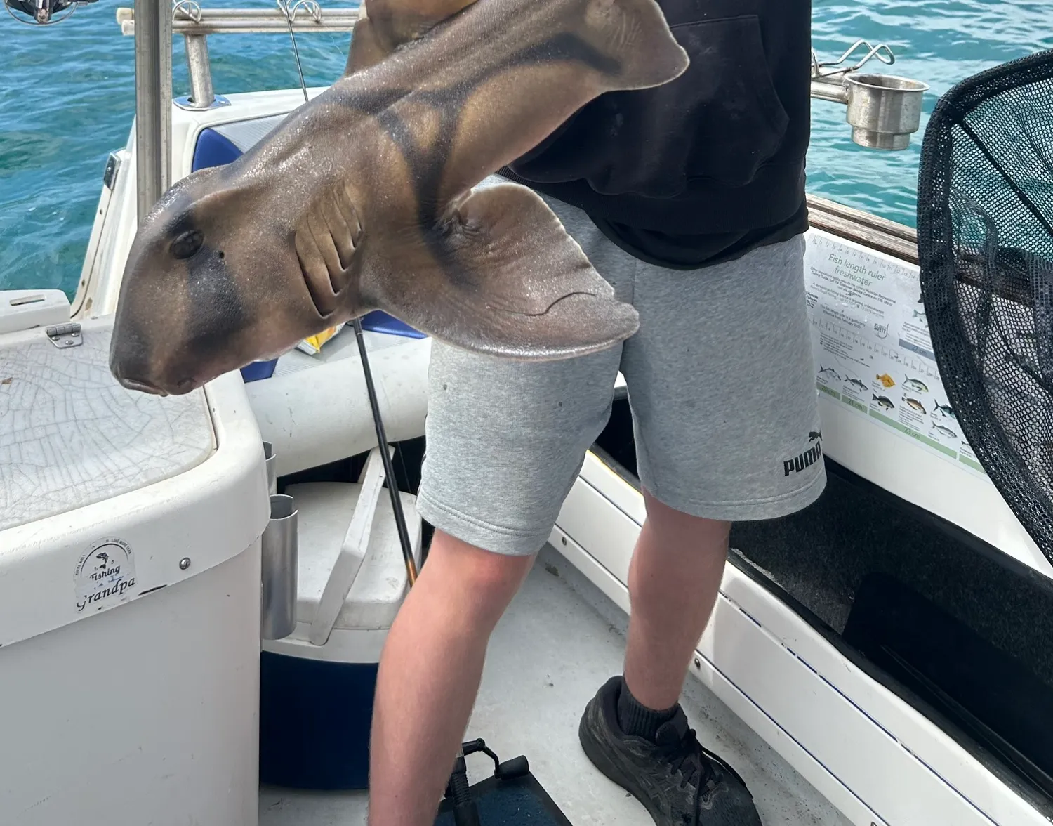 Port Jackson shark