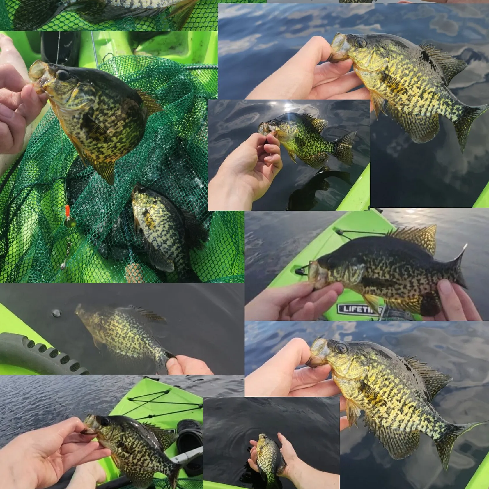 recently logged catches