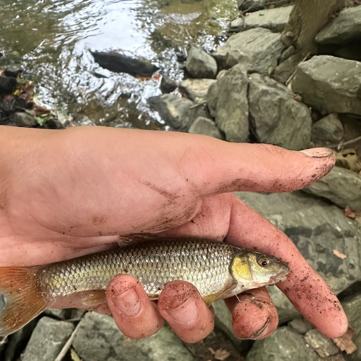 The most recent Bluehead chub catches on Fishbrain