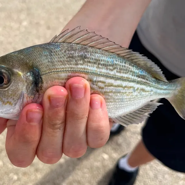 The most recent Dorada catches on Fishbrain