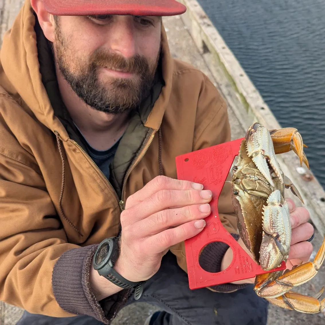 Dungeness crab caught on Fishbrain