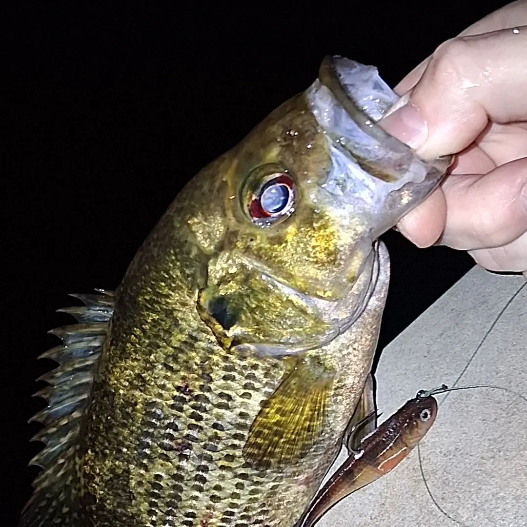 Rock bass caught on Fishbrain