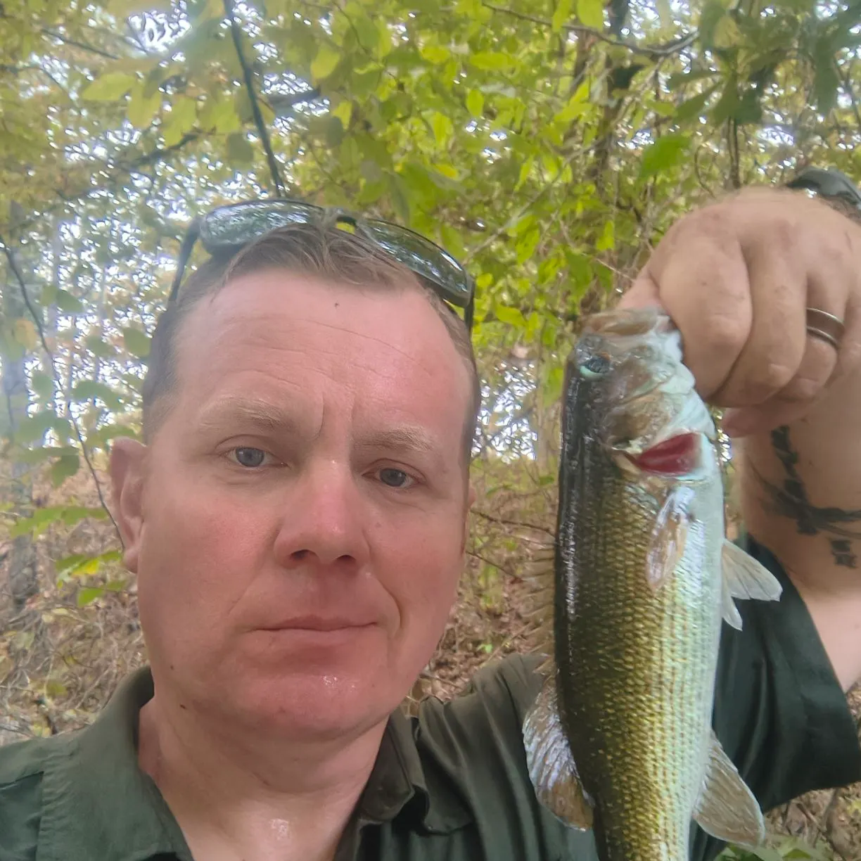 Redeye bass caught on Fishbrain