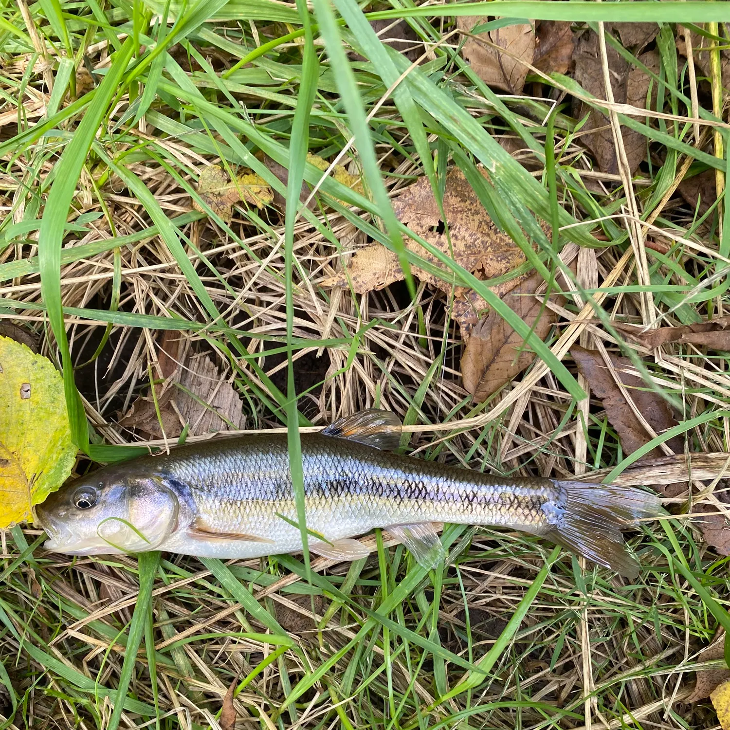 Creek chub caught on Fishbrain