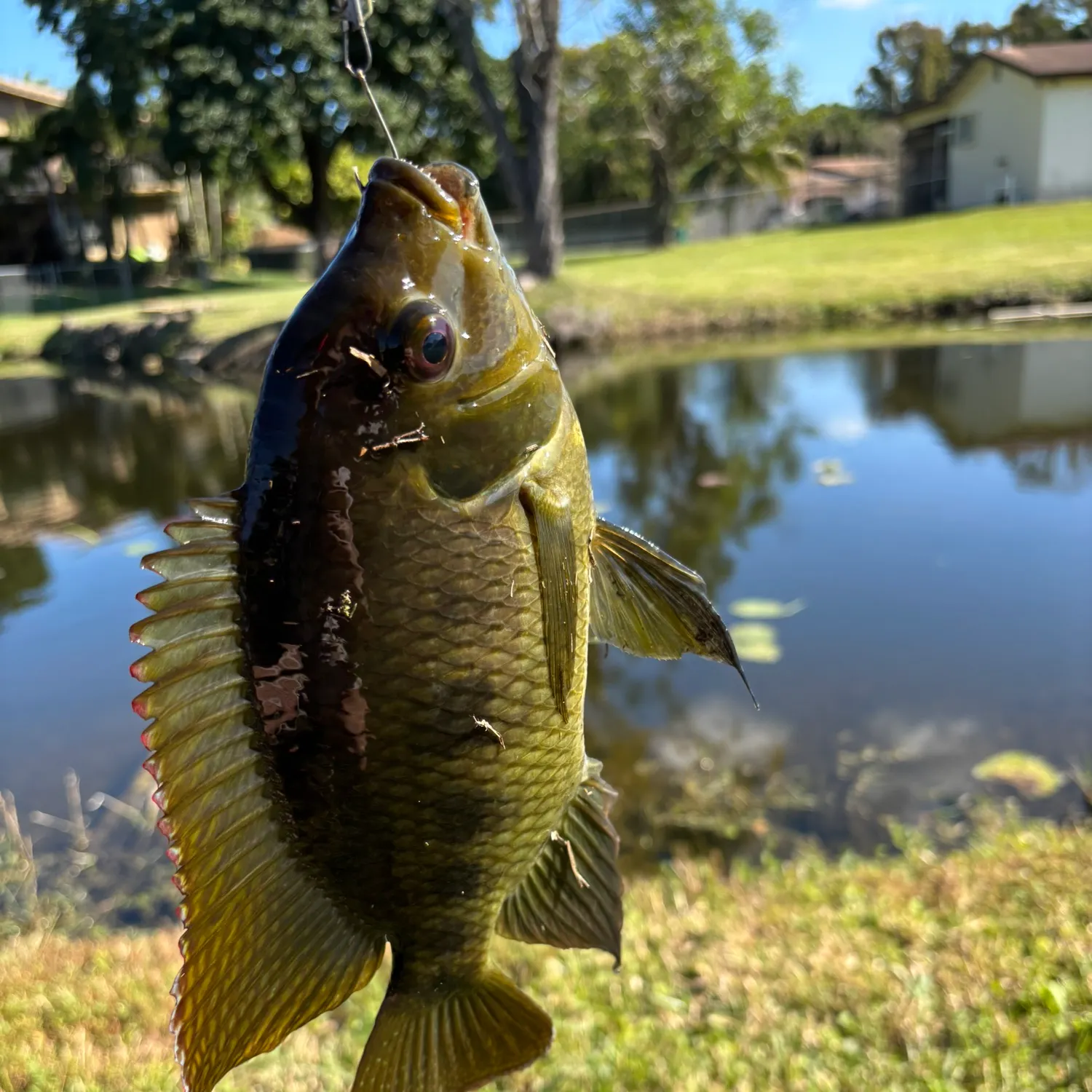 The most recent Spotted tilapia catches on Fishbrain