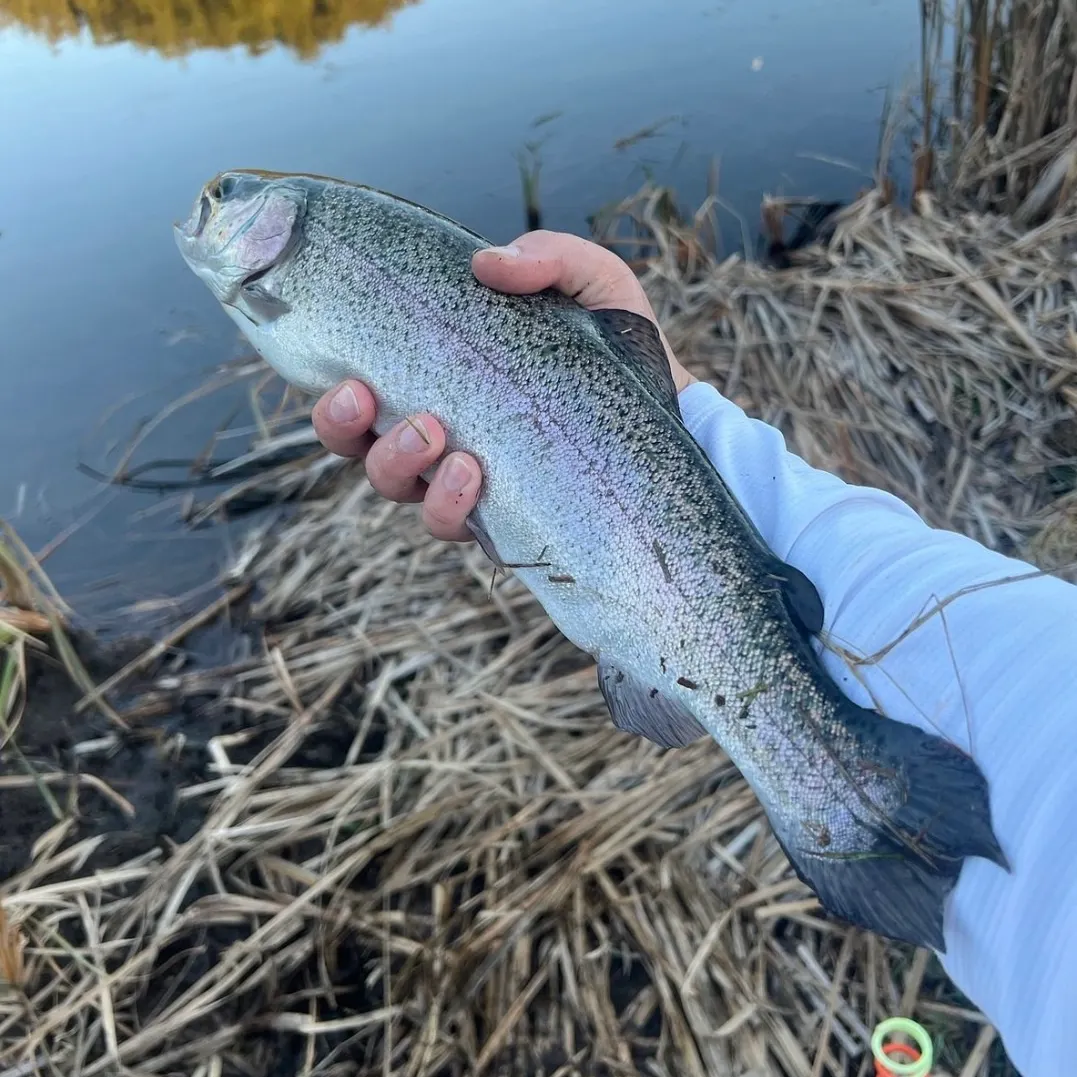 Rainbow trout caught on Fishbrain