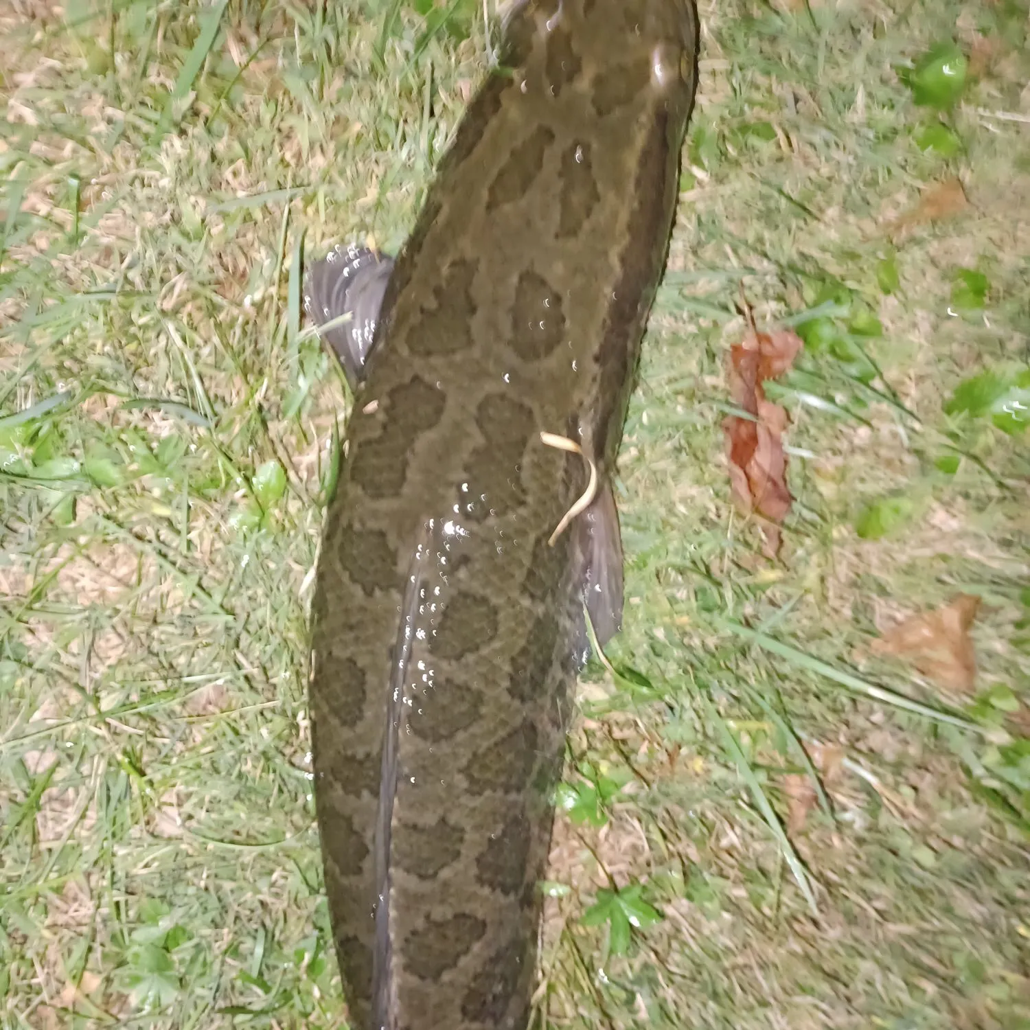 The most recent Northern snakehead catches on Fishbrain