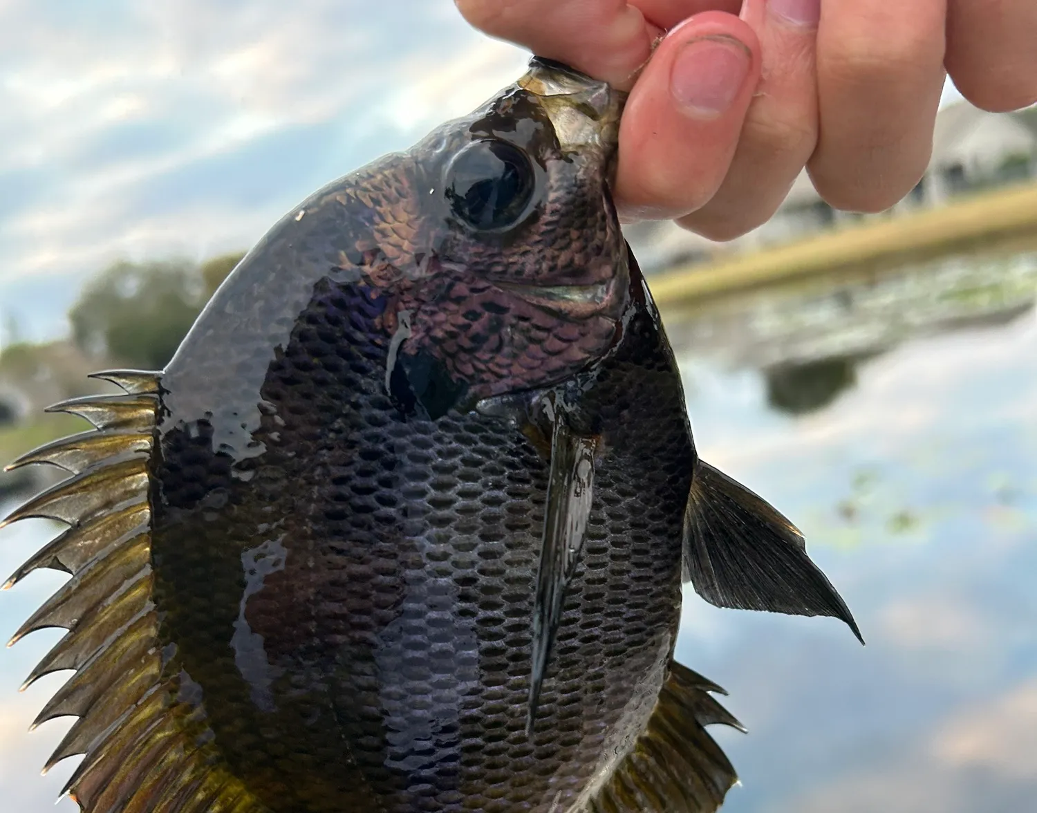 Coppernose bluegill