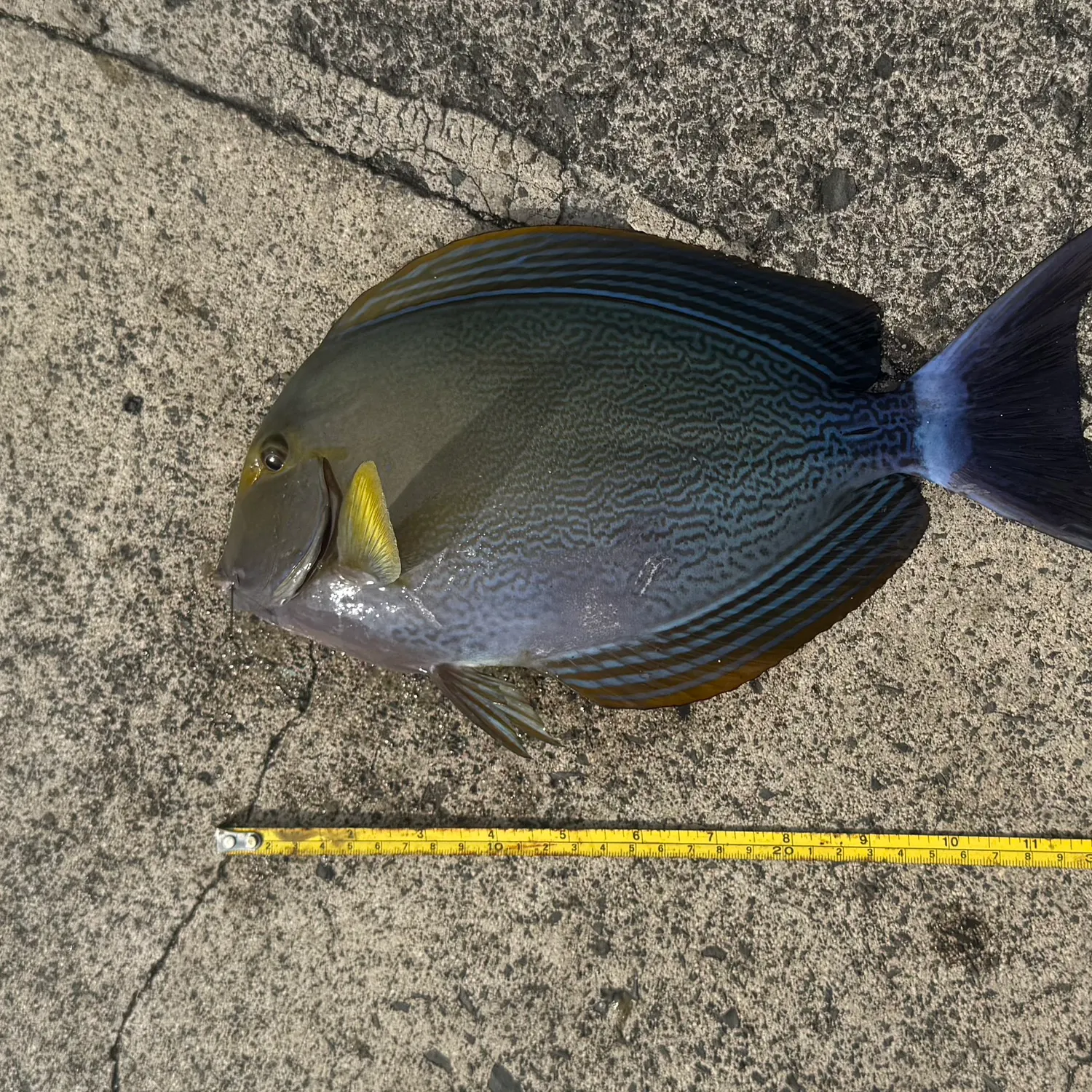 The most recent Yellowfin surgeonfish catches on Fishbrain