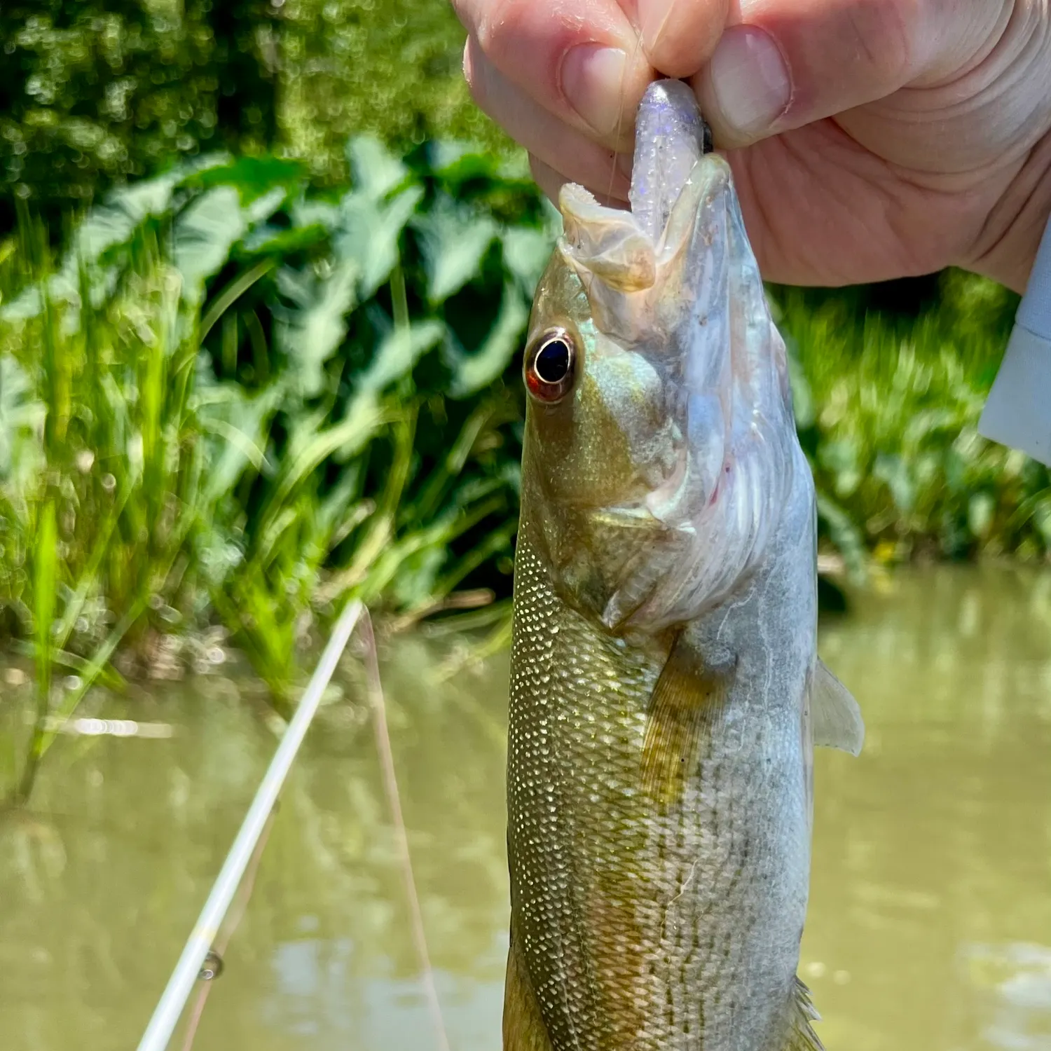 The most recent Spotted bass catches on Fishbrain