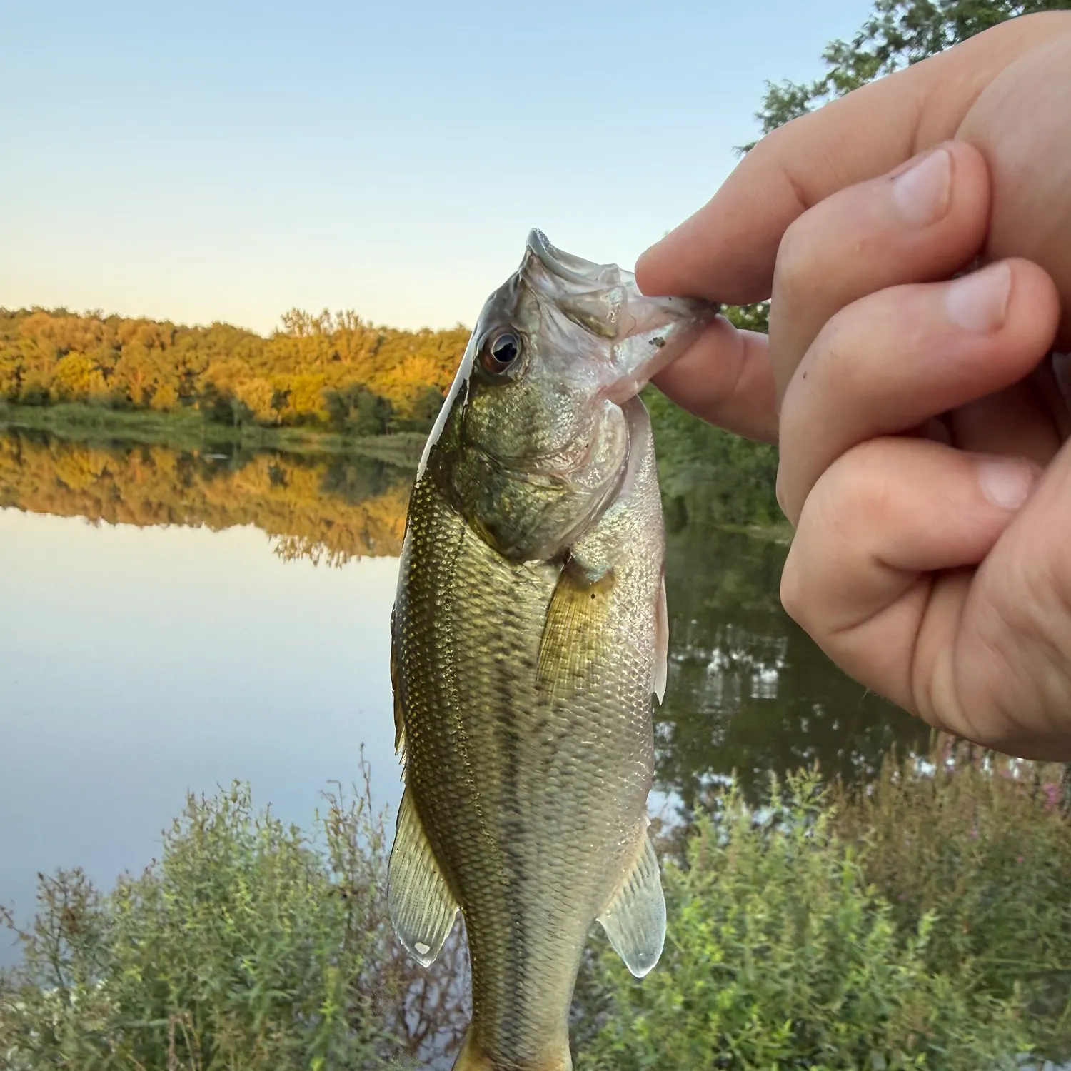 Largemouth bass caught on Fishbrain