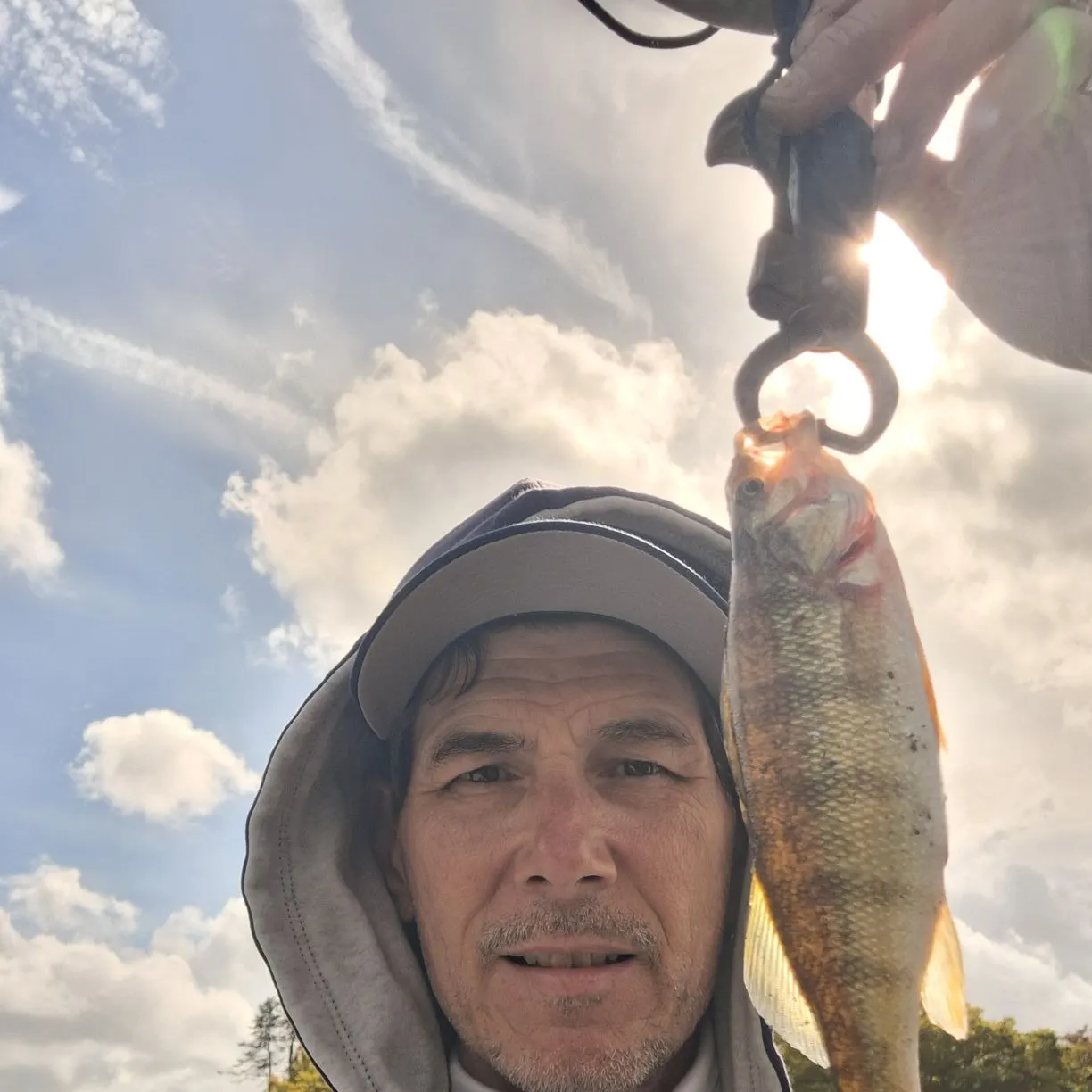 Yellow perch caught on Fishbrain