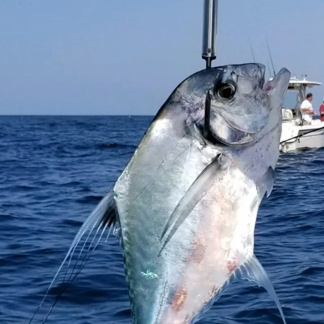 The most recent African pompano catches on Fishbrain