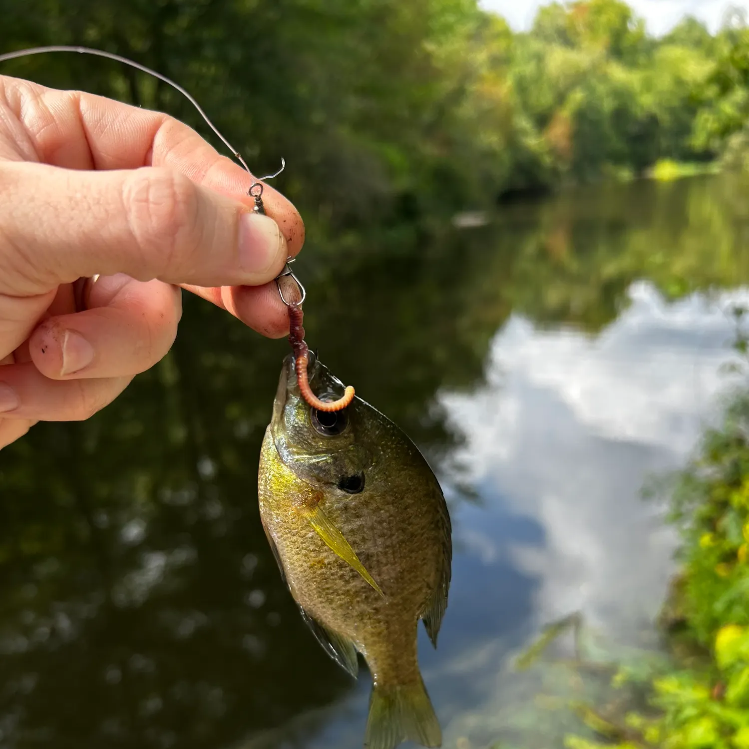 Bluegill caught on Fishbrain