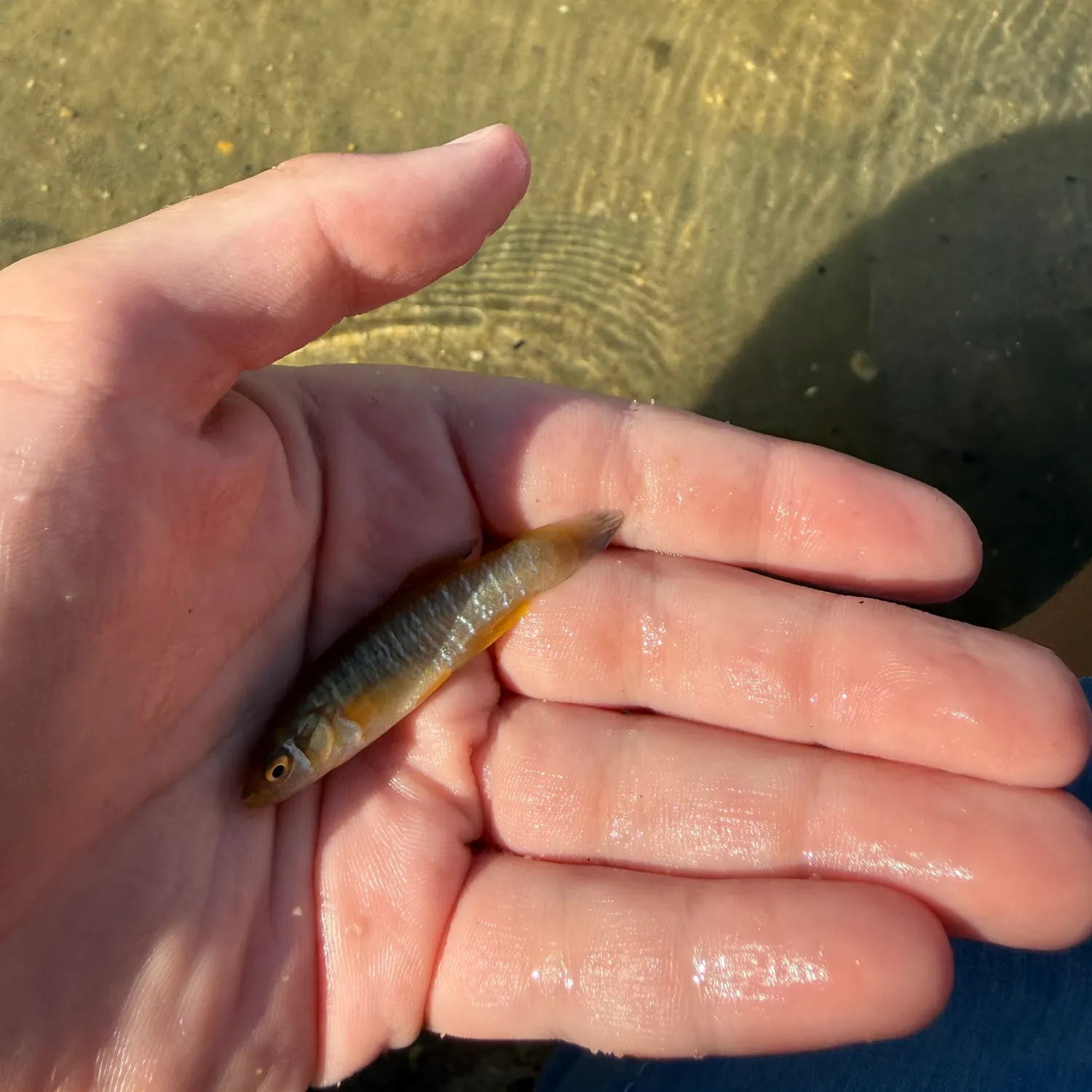 The most recent Striped killifish catches on Fishbrain