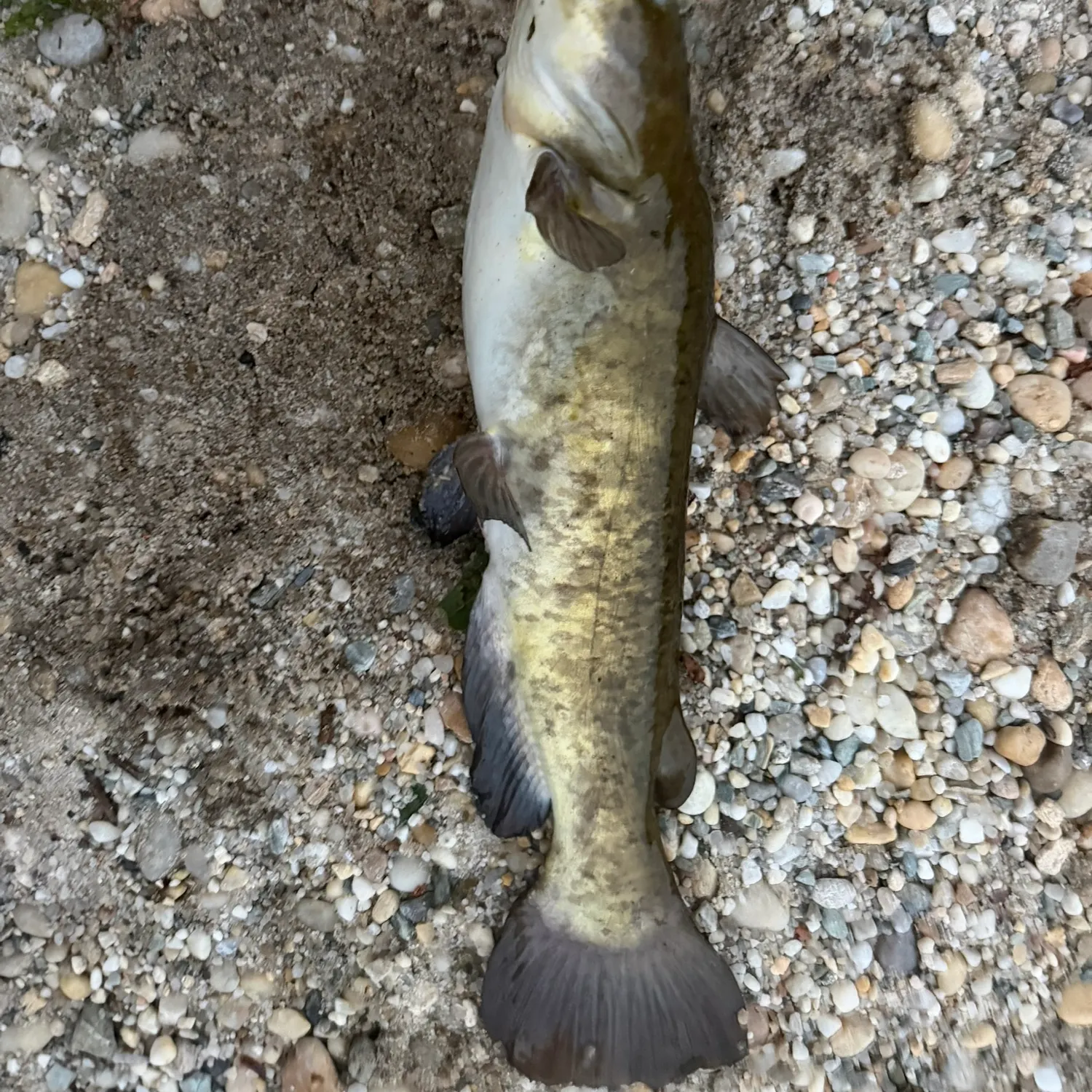 Brown bullhead caught on Fishbrain